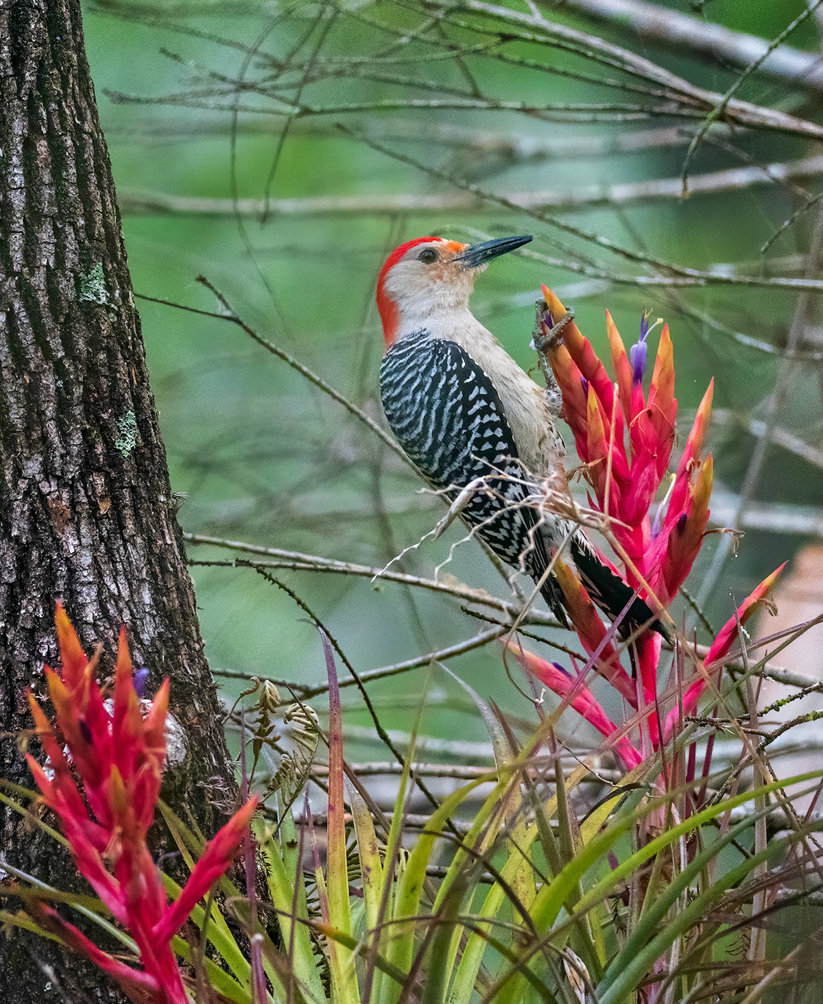 Red-bellied woodpecker