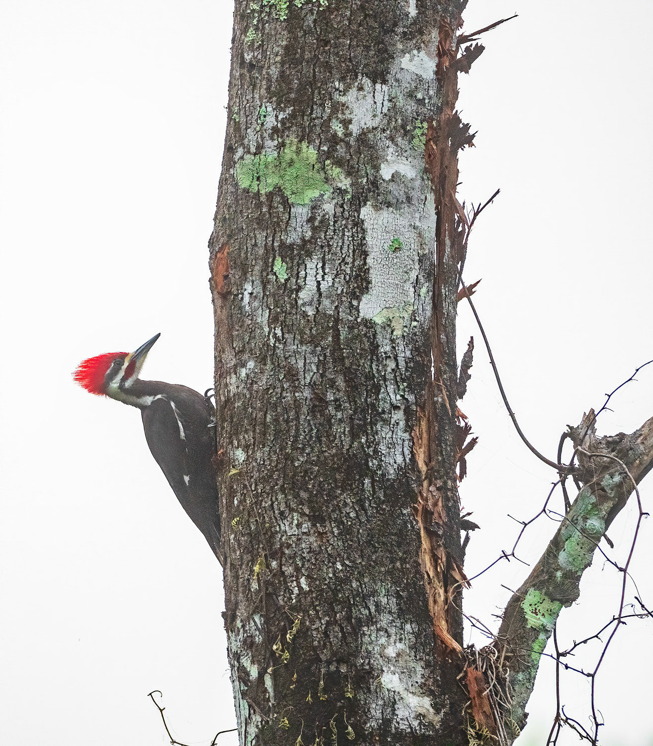Pileated woodpecker