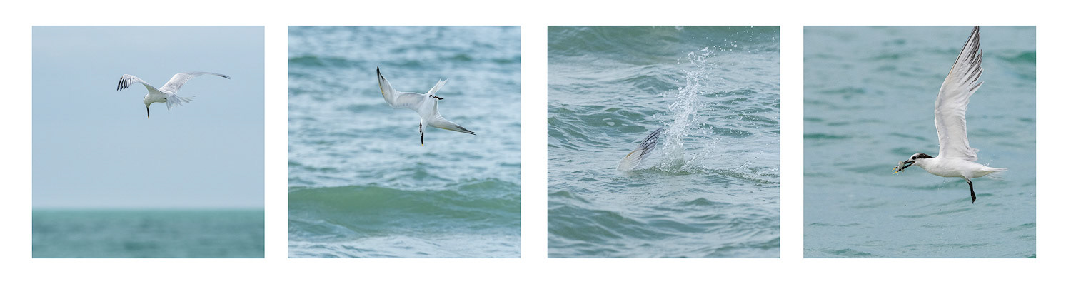 Sandwich Tern showing how it's done...........