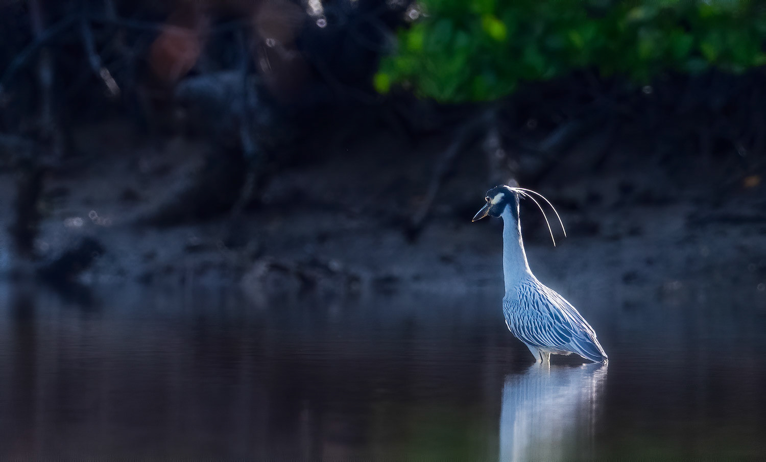 Yellow-crowned Night Heron