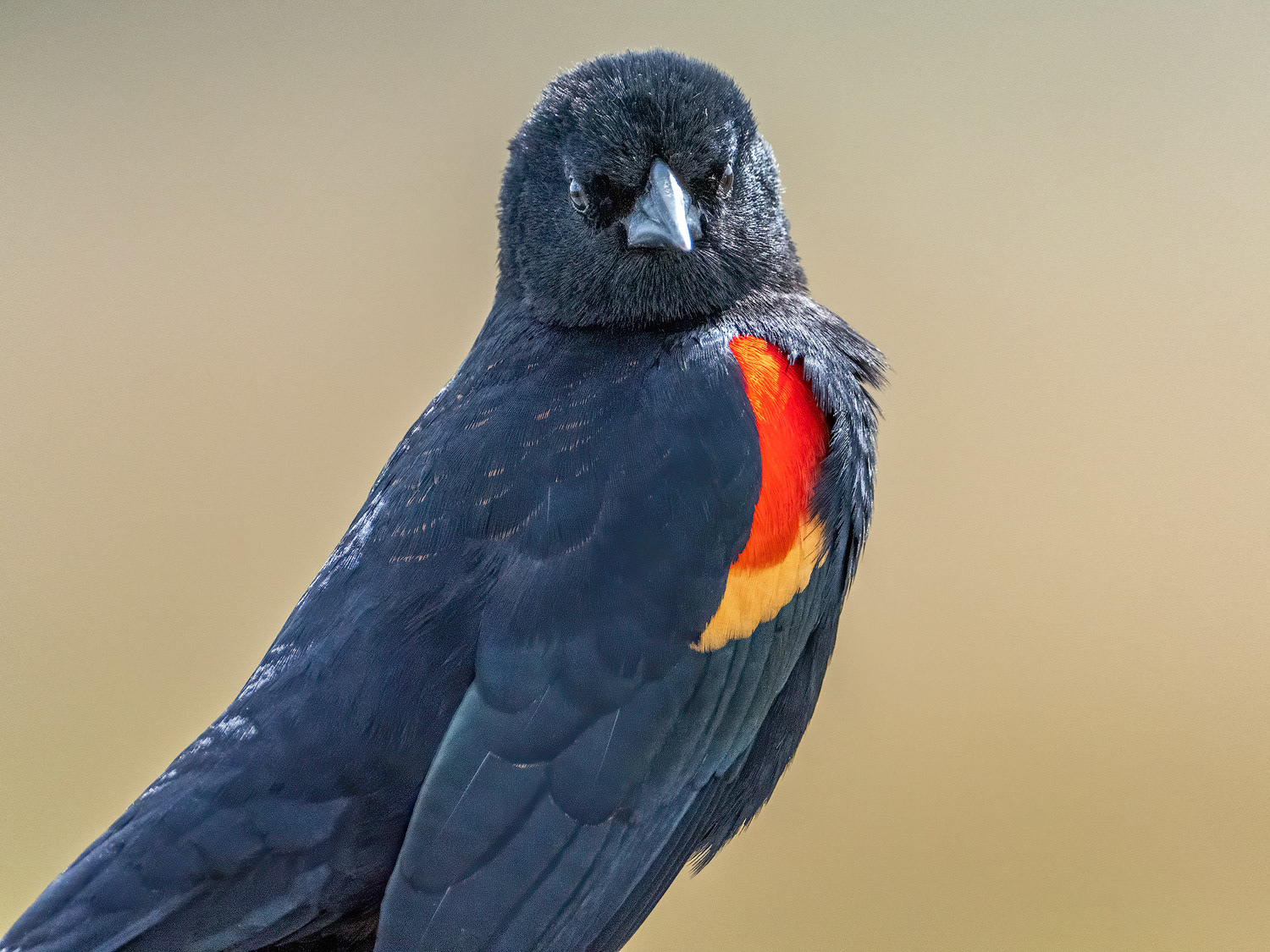 Red-winged Blackbird