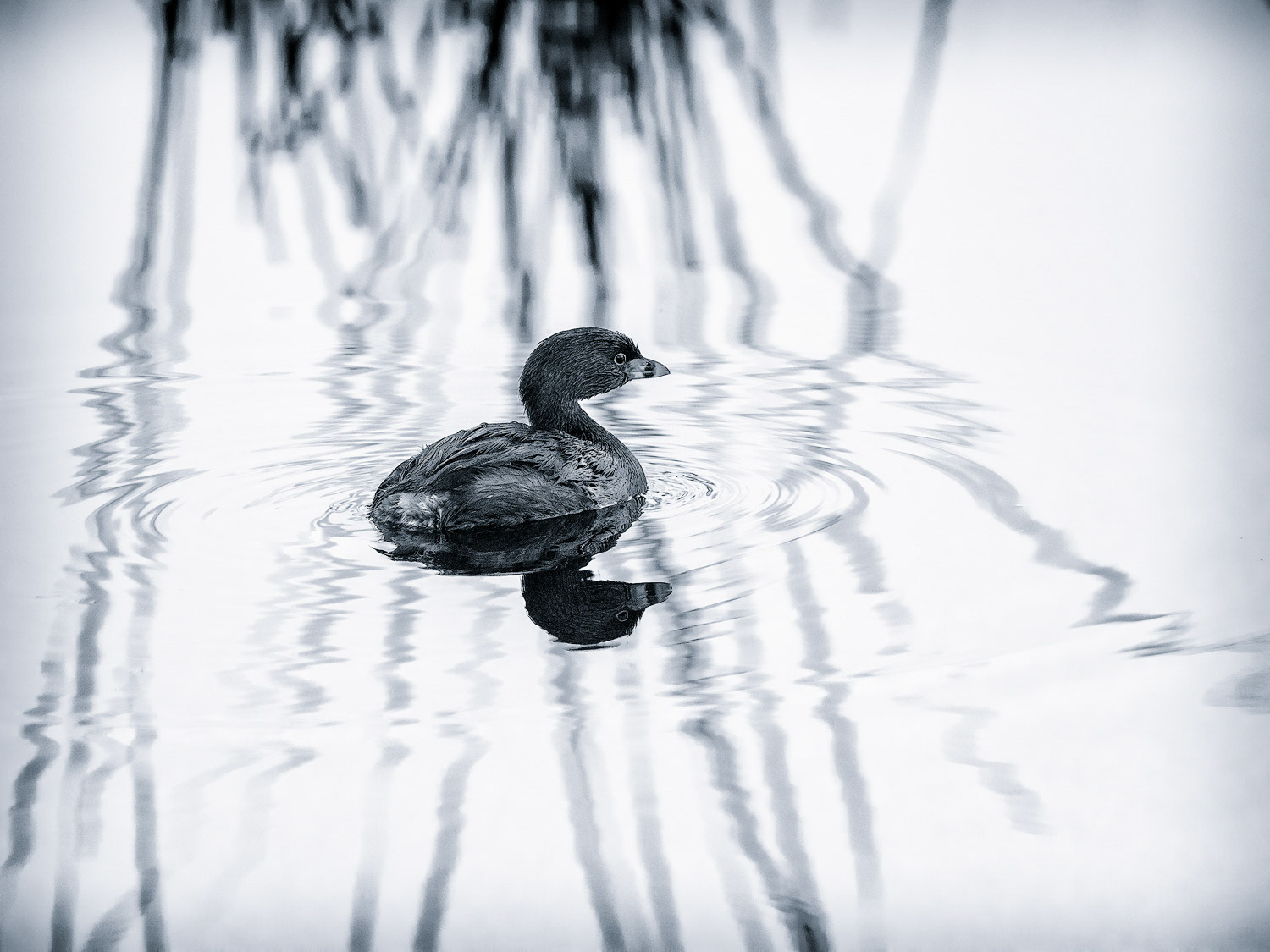 Pied-billed Grebe