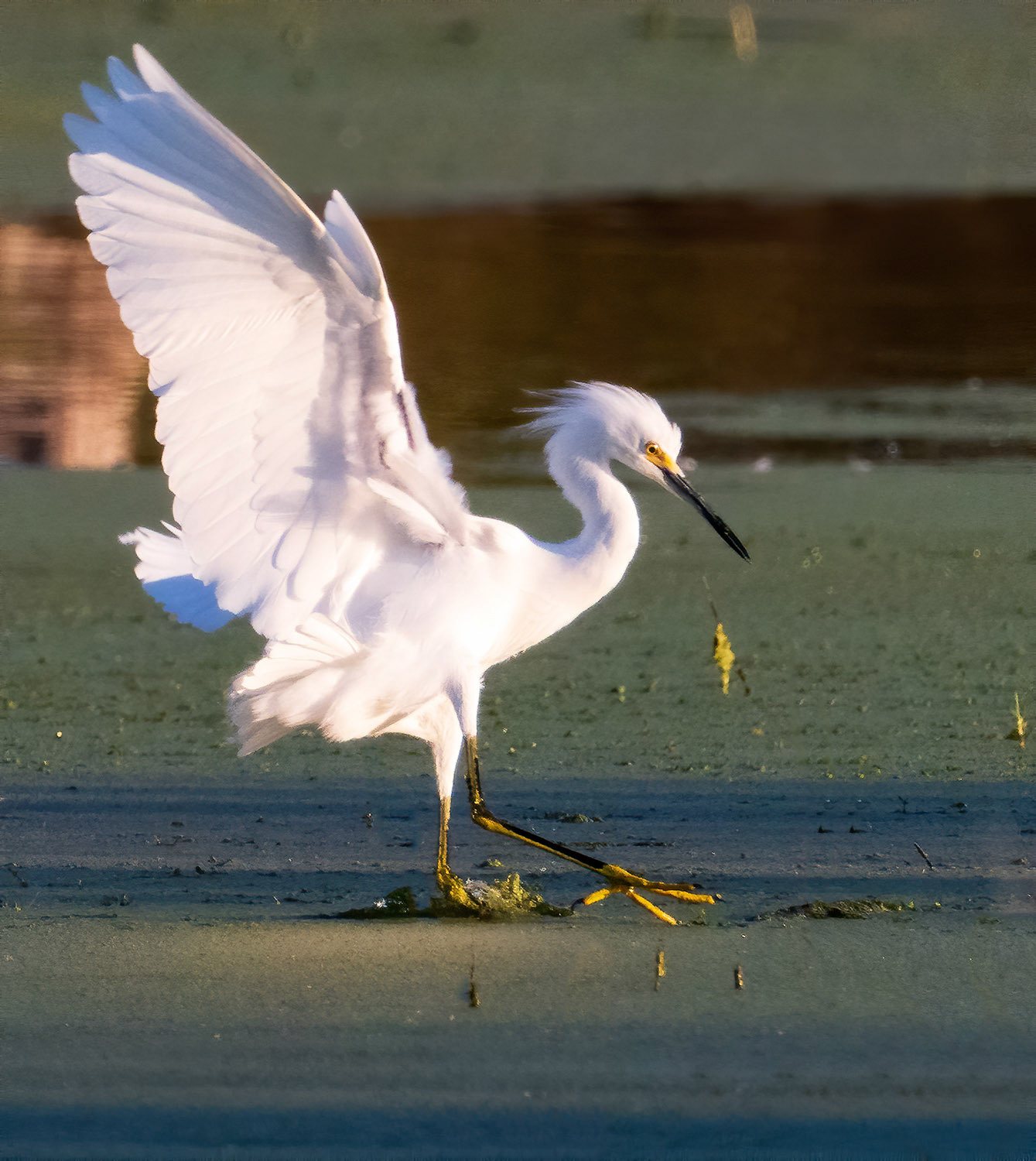 Snowy Egret