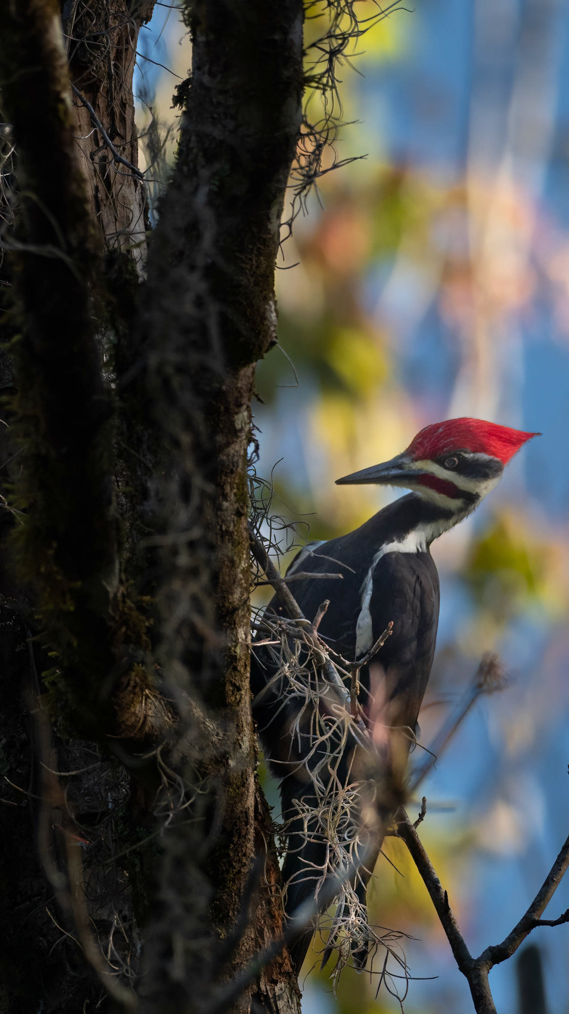 Pileated Woodpecker