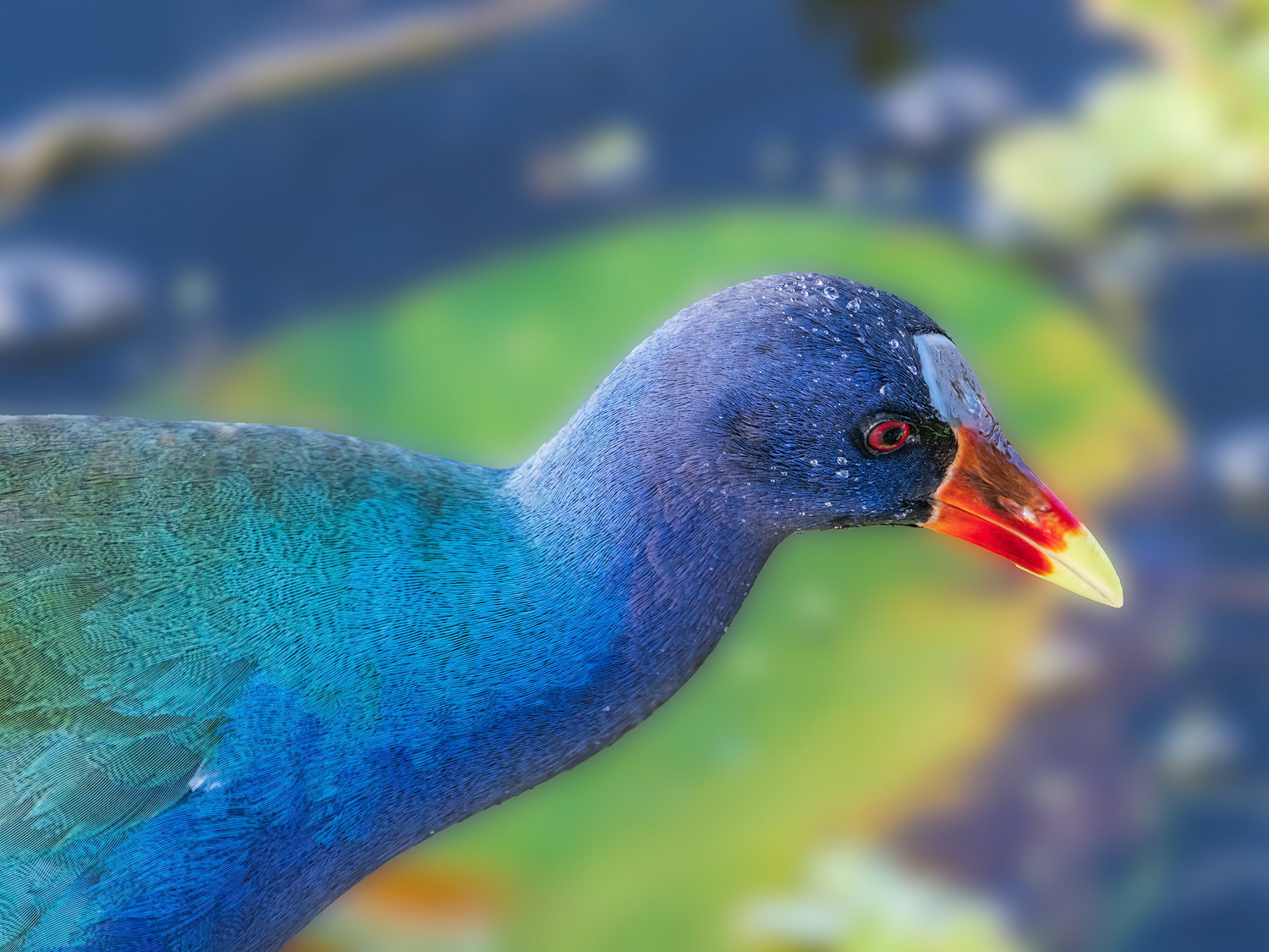Purple Gallinule