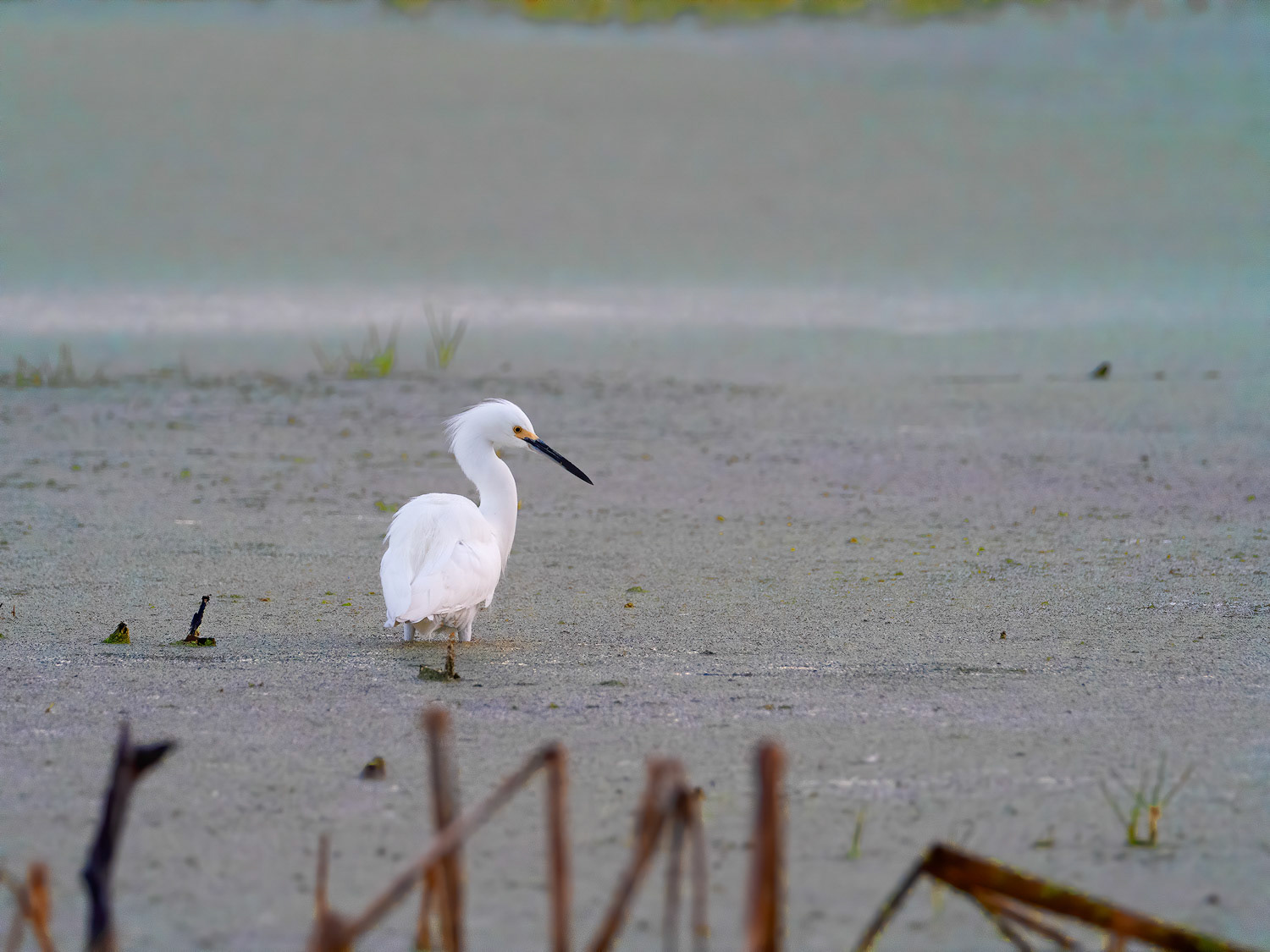 Pristine Despite the Muck