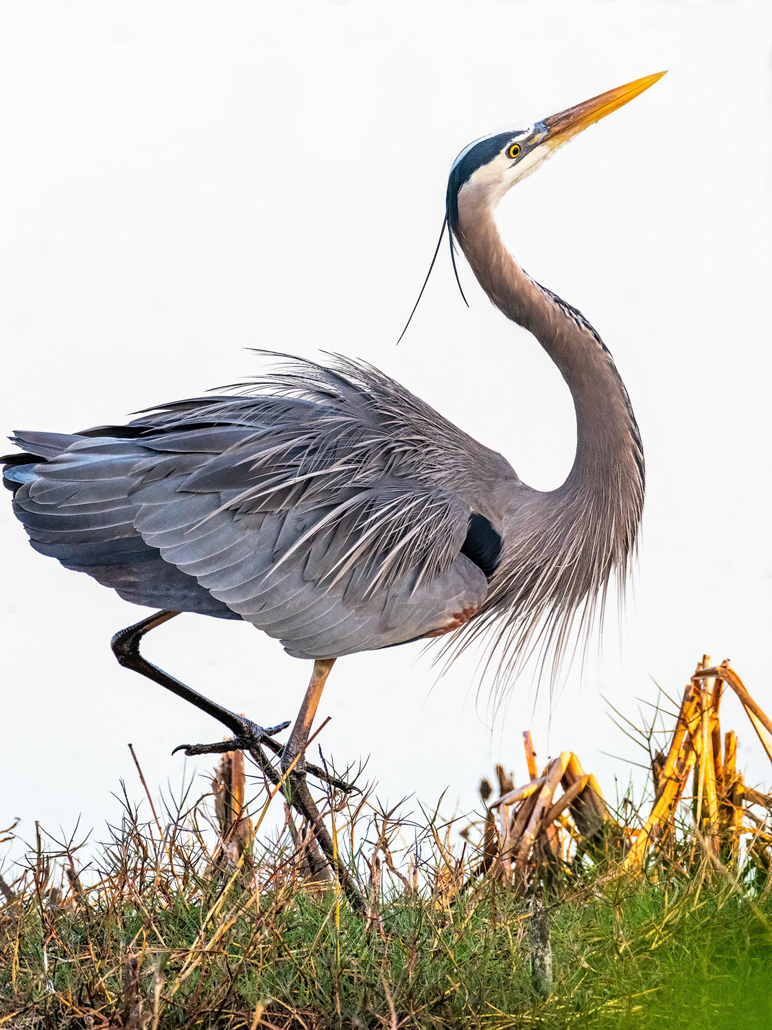 GBH mating dance 2