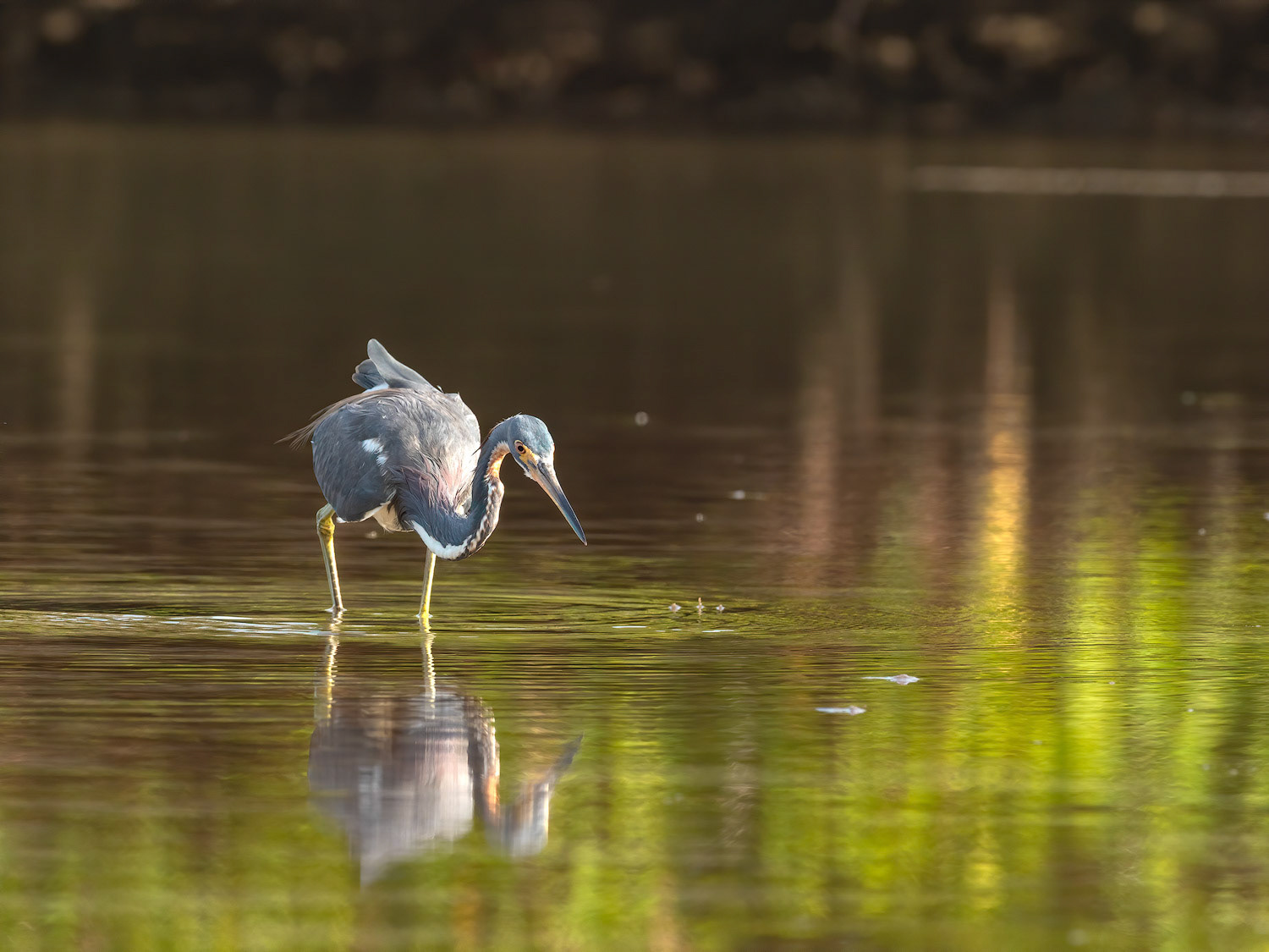Tricolored Heron about to strike