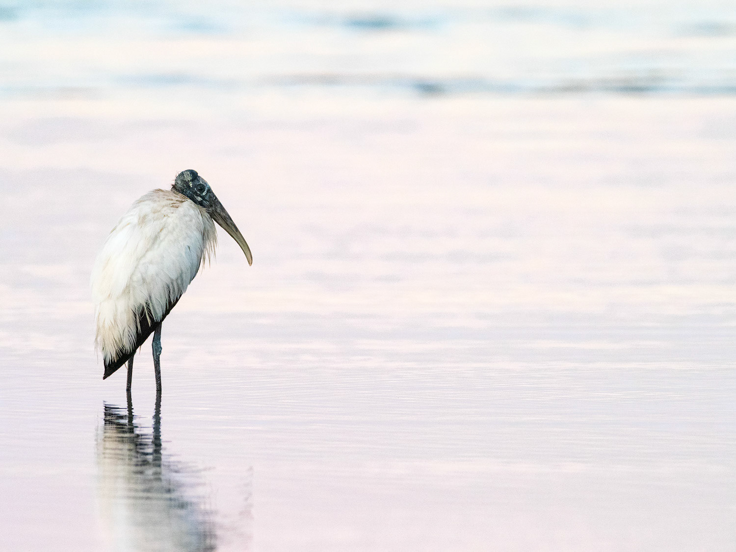 Woodstork