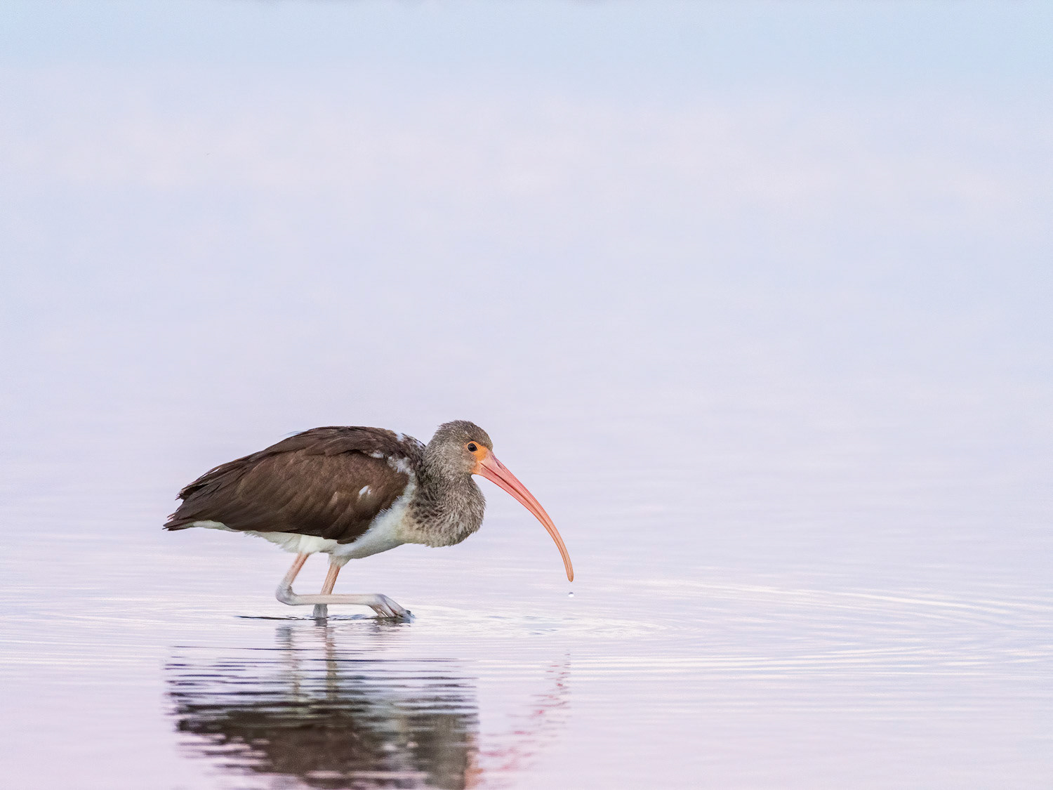 Immature White Ibis at sunrise