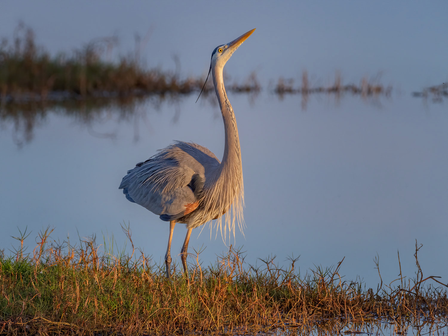 GBH mating dance 1