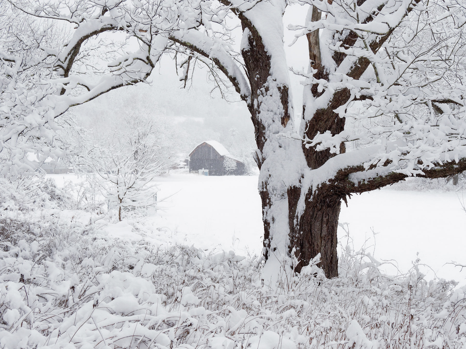 "Snow-covered Castleman Icons"