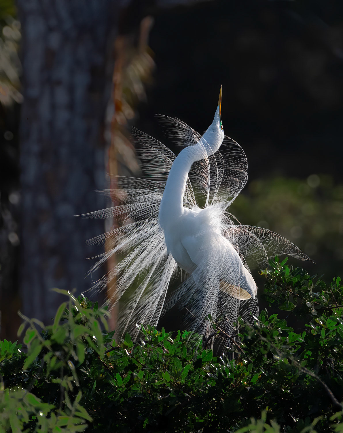 Great Egret, Great Display