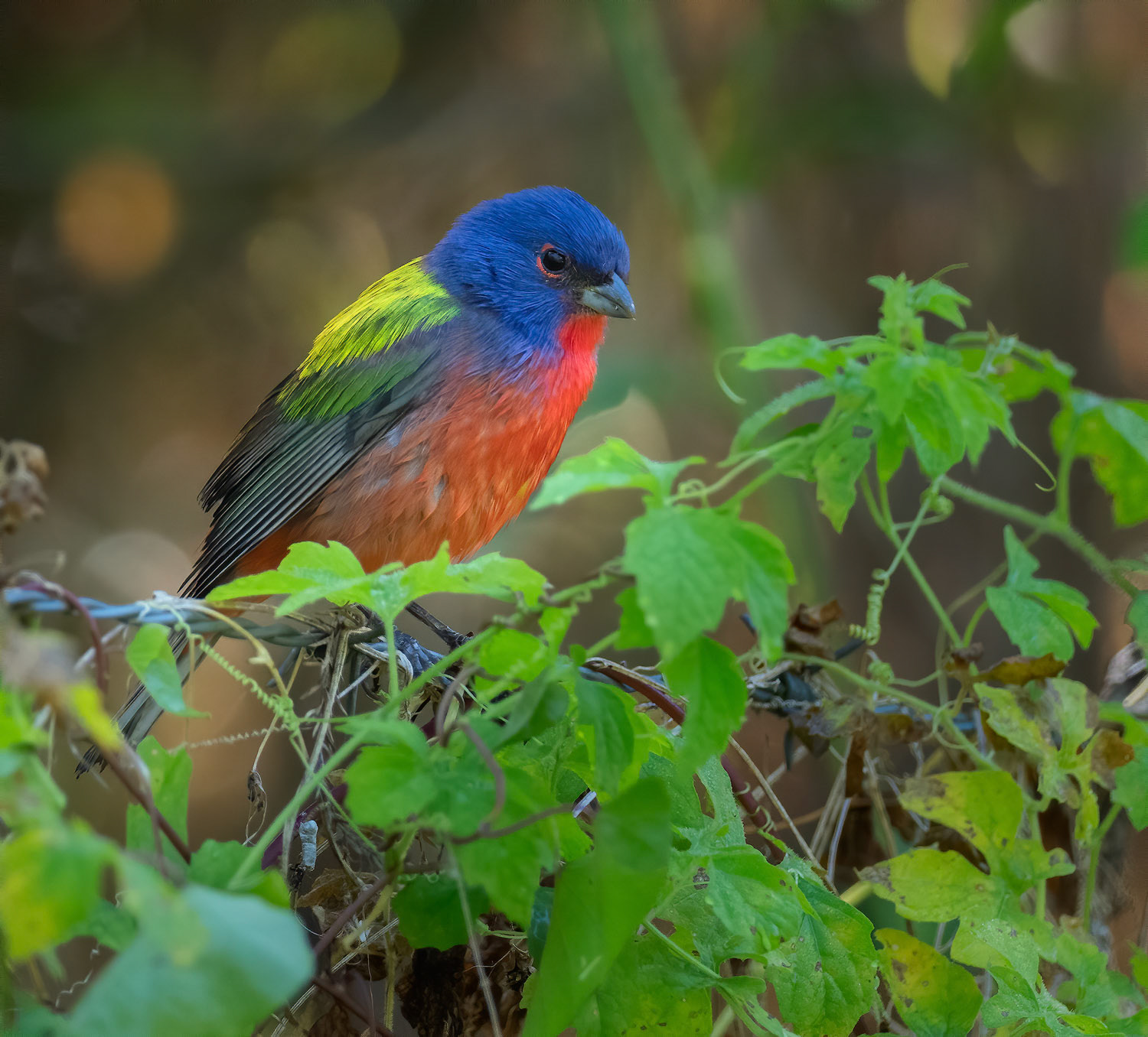 Male Painted Bunting