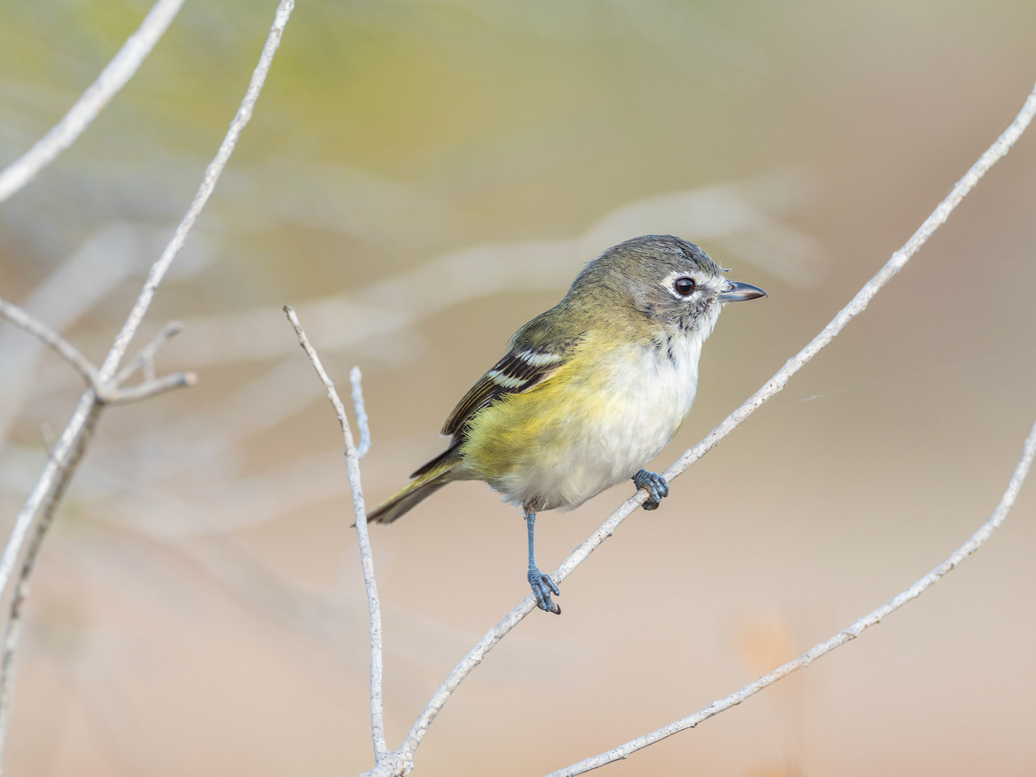 blue-headed vireo