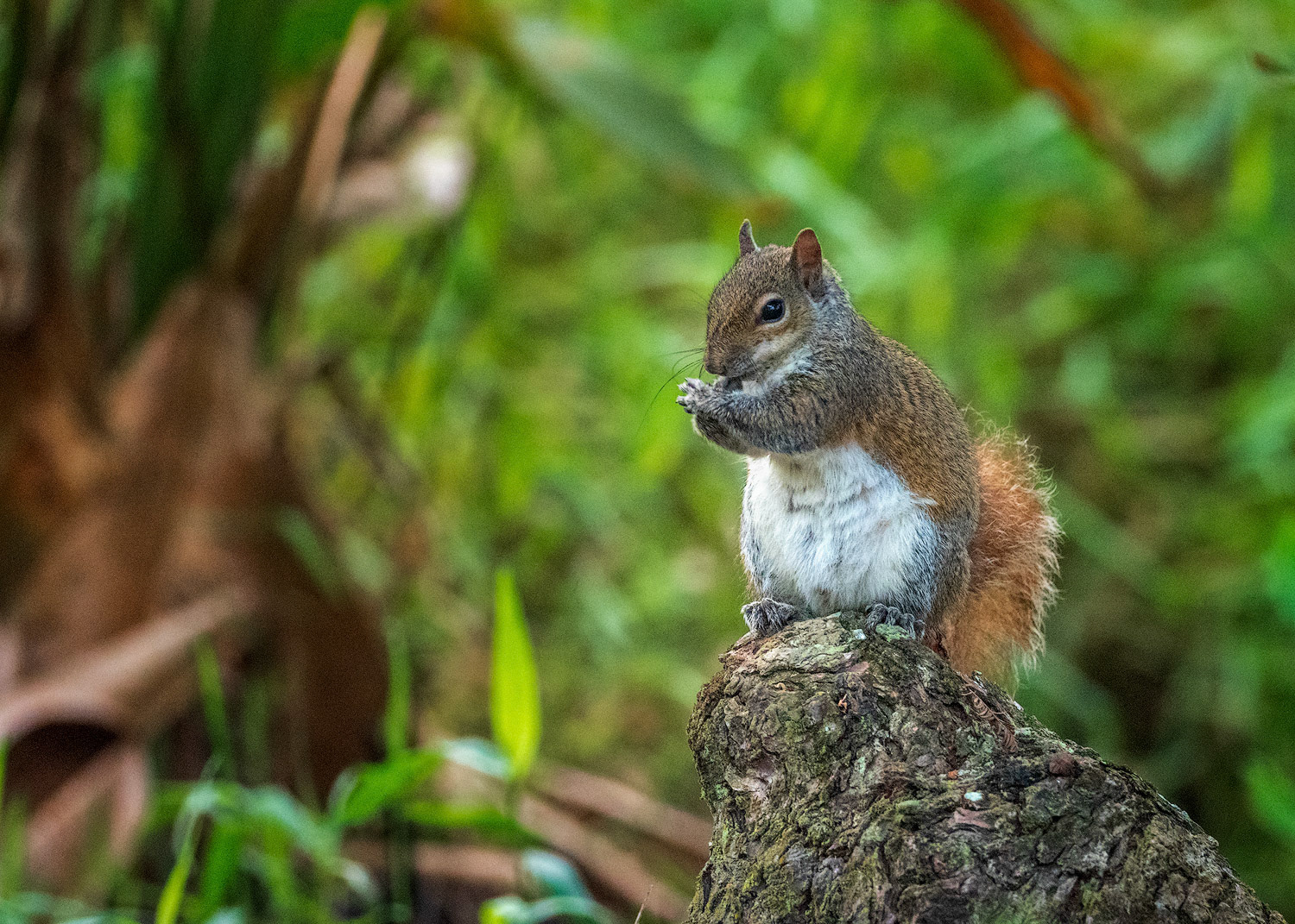 Squirrel