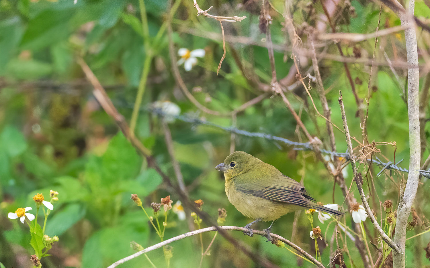 Female Painted Bunting