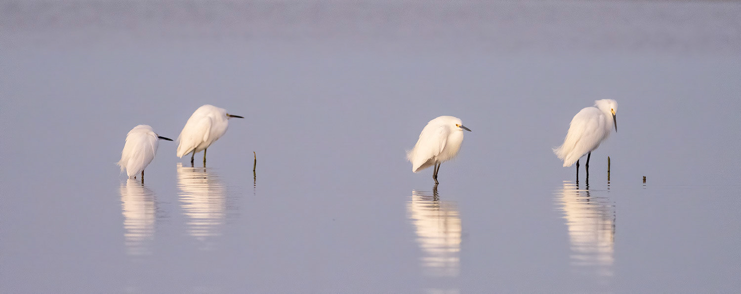 Snowy Egrets at Sunrise
