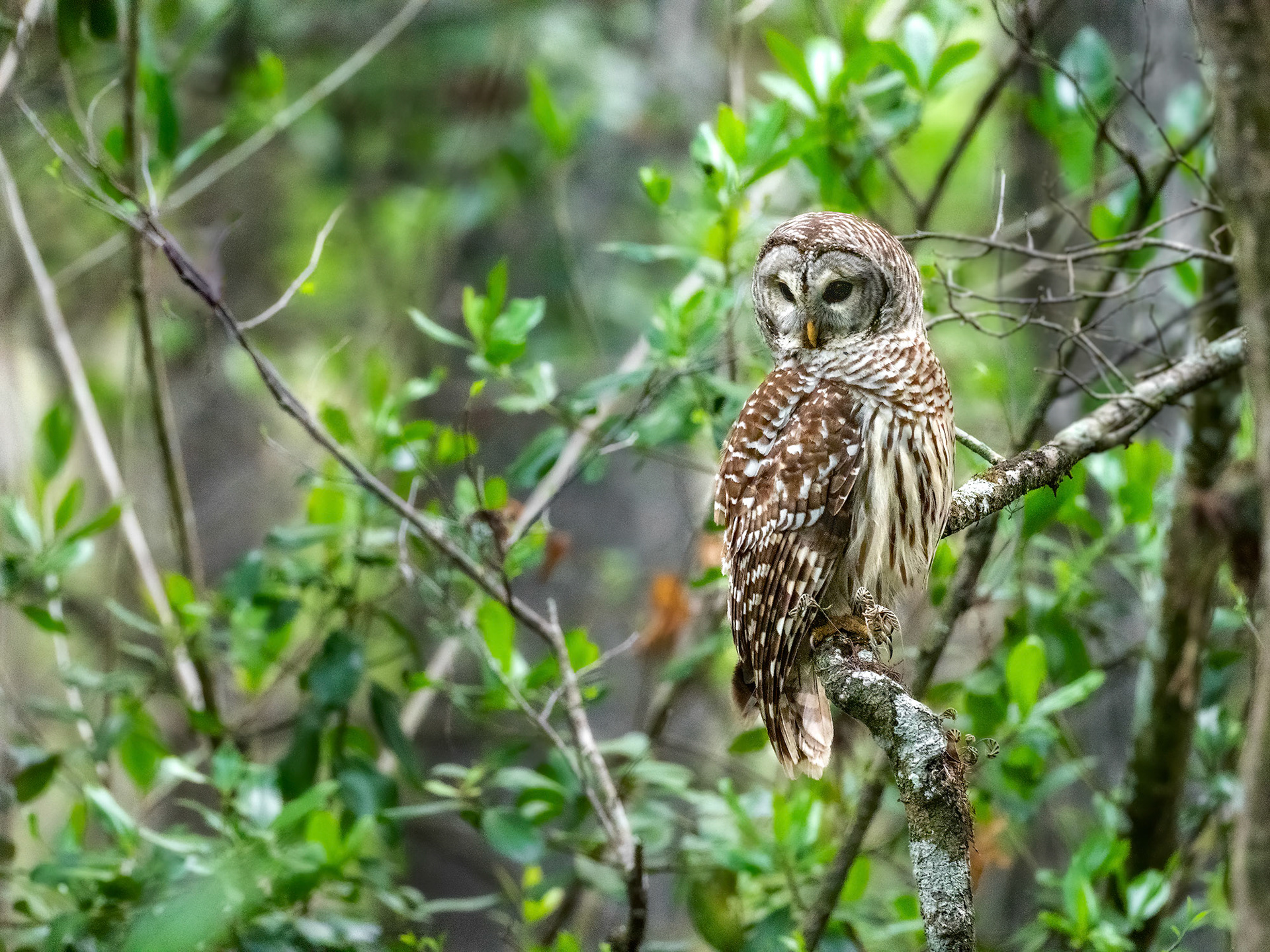 Barred Owl