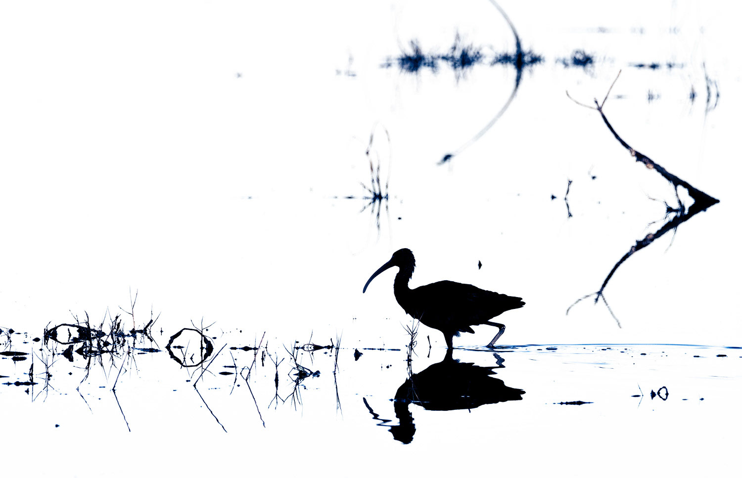 Ibis Silhouette