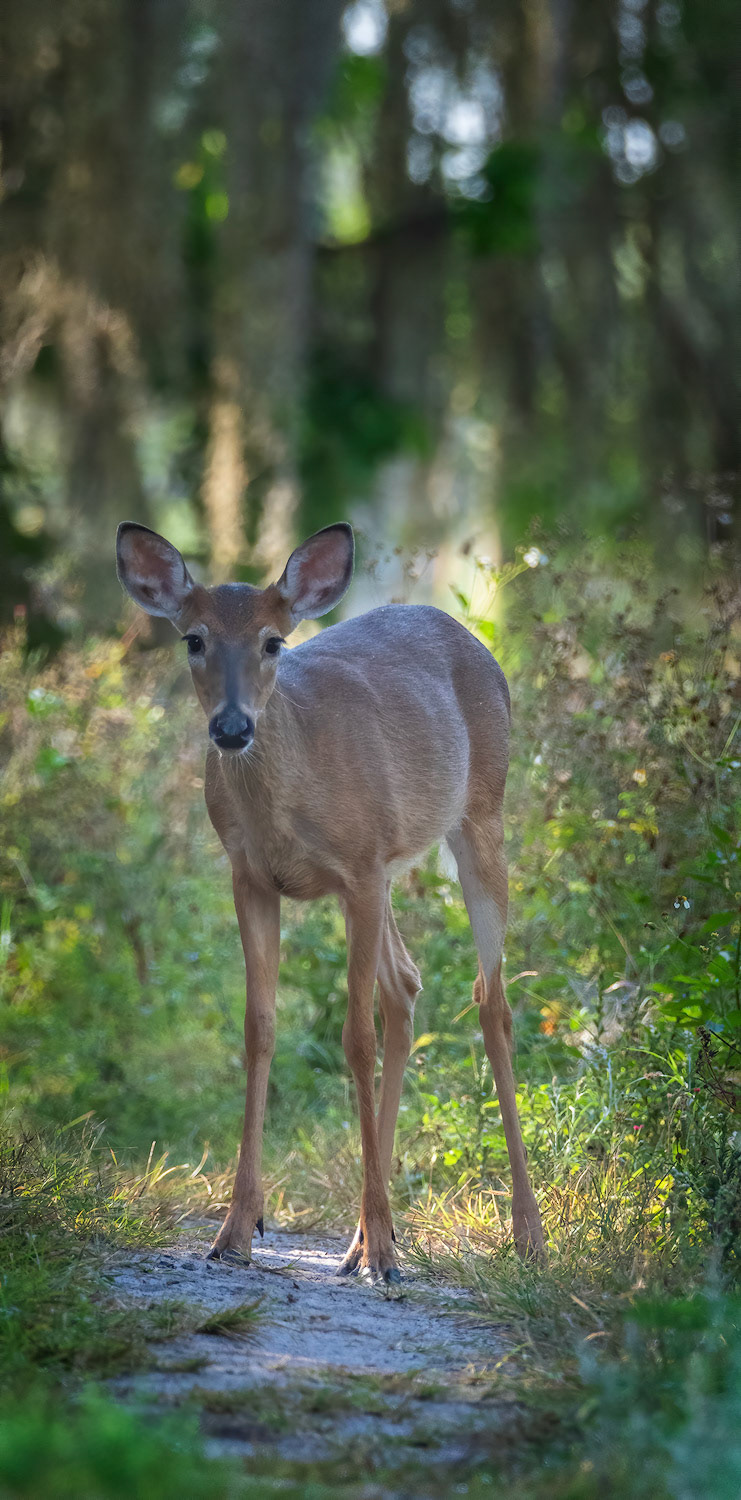 White-tailed deer