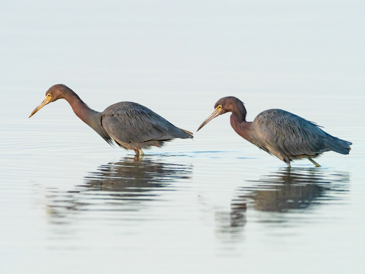 Twin Little Blue Herons