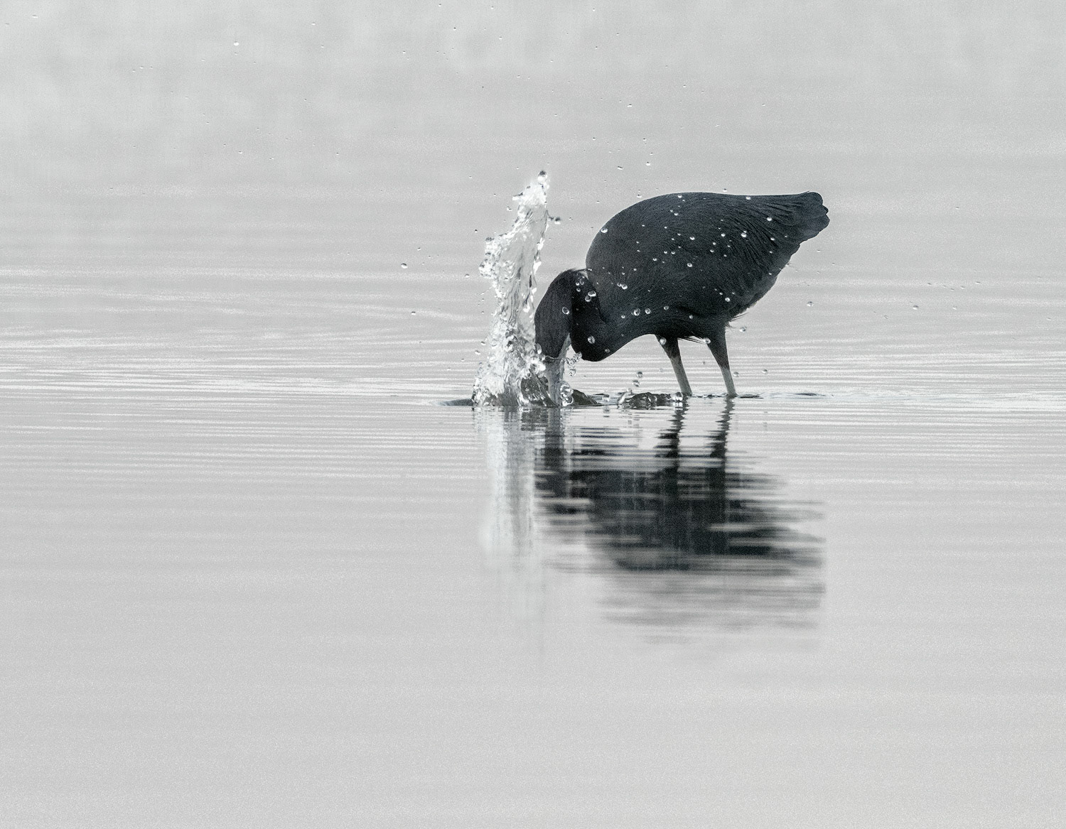 Little Blue Heron feeding