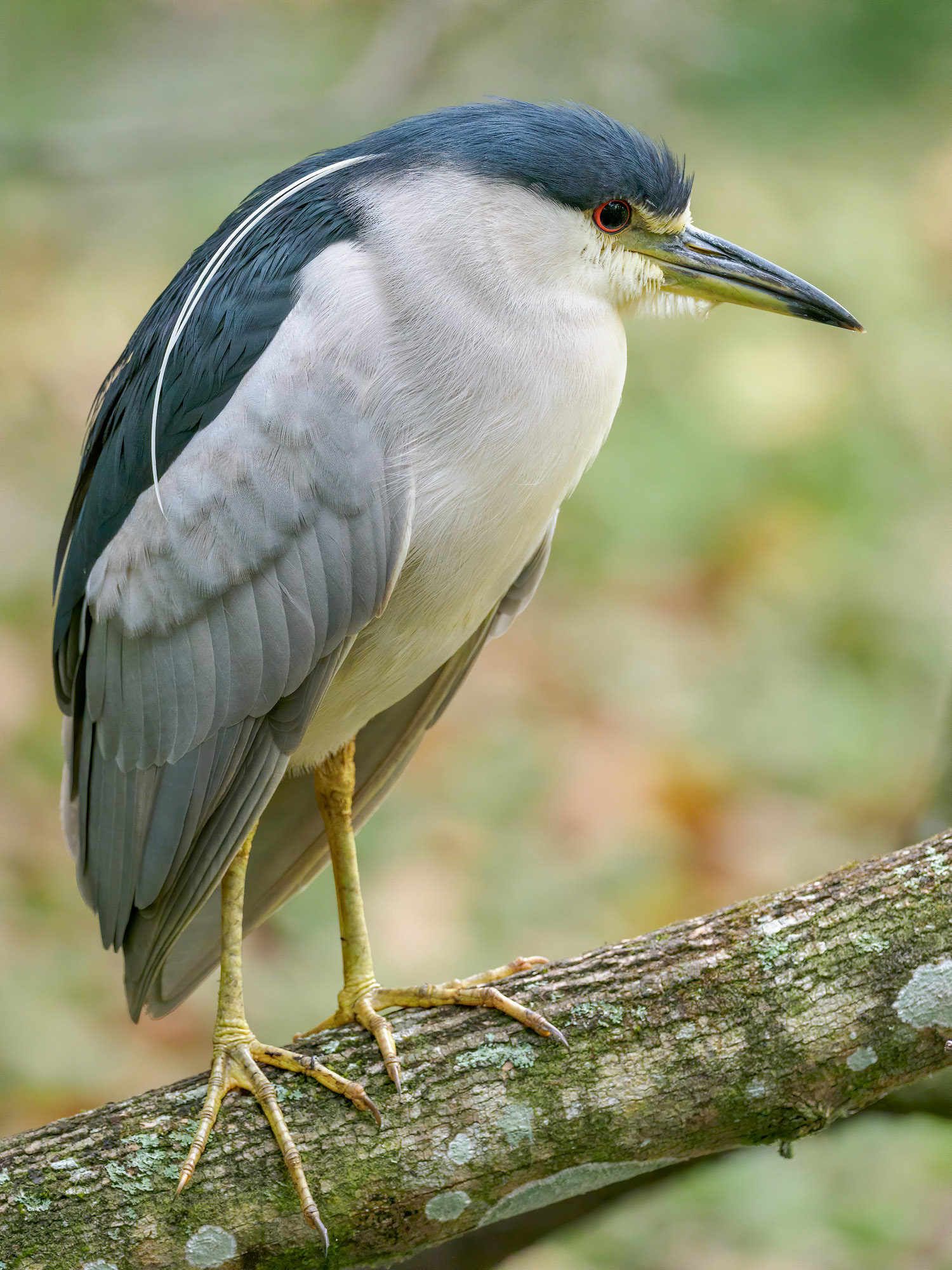 Black-crowned Night Heron