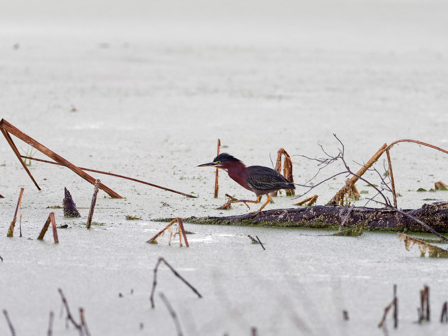 Green Heron