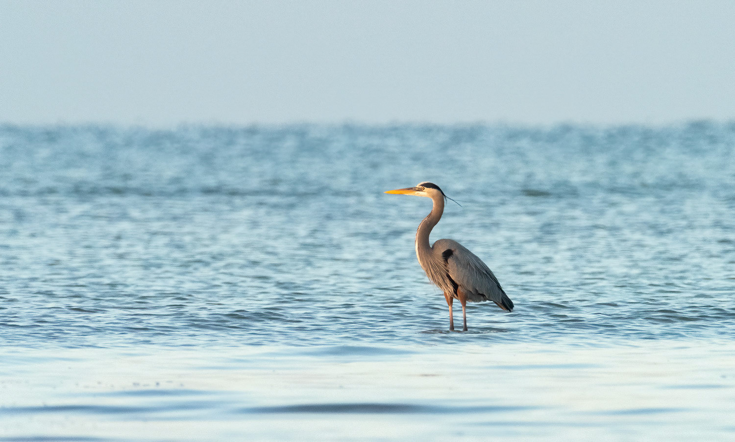 Great Blue Heron in early morning light