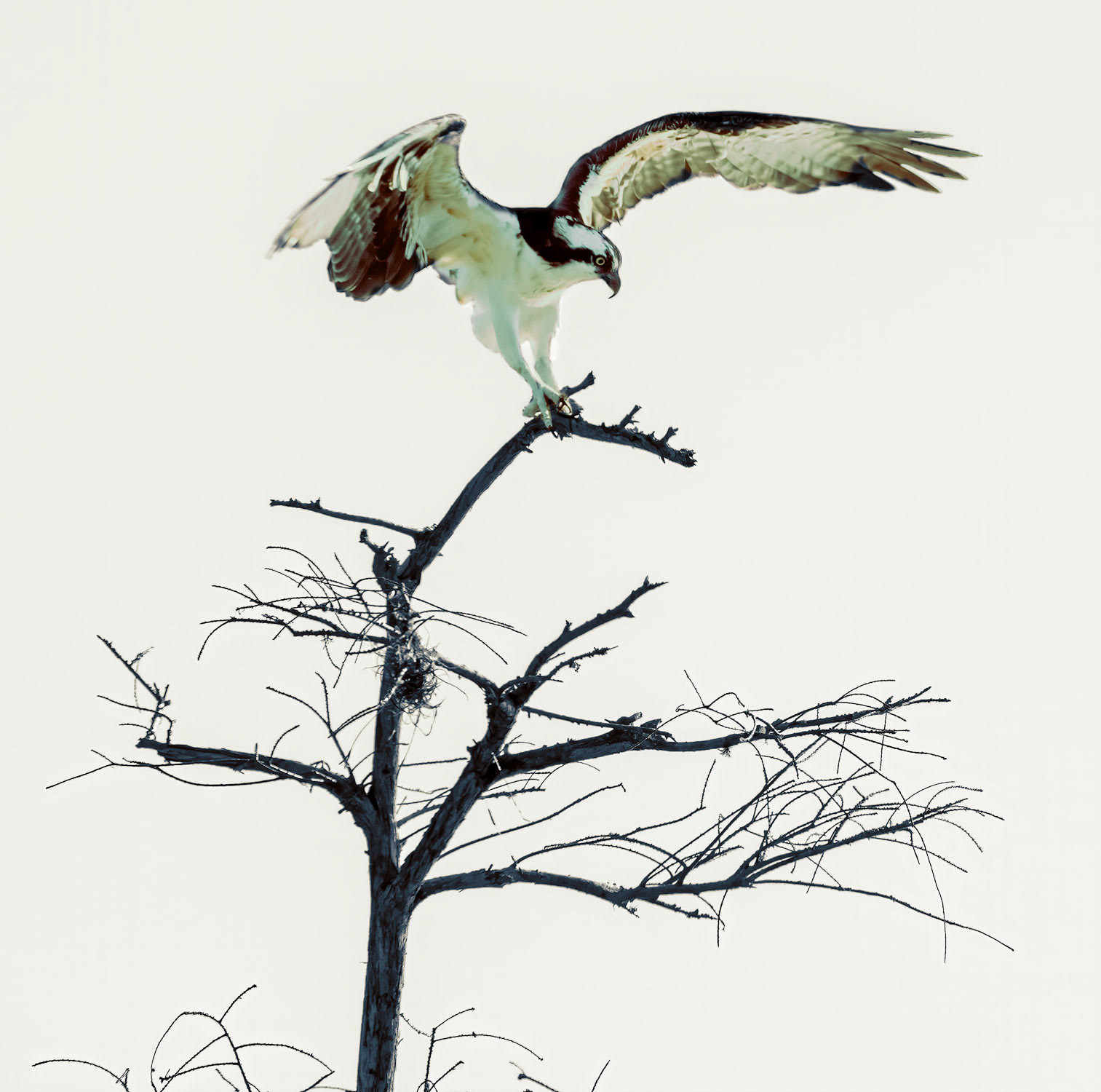 Osprey Perch