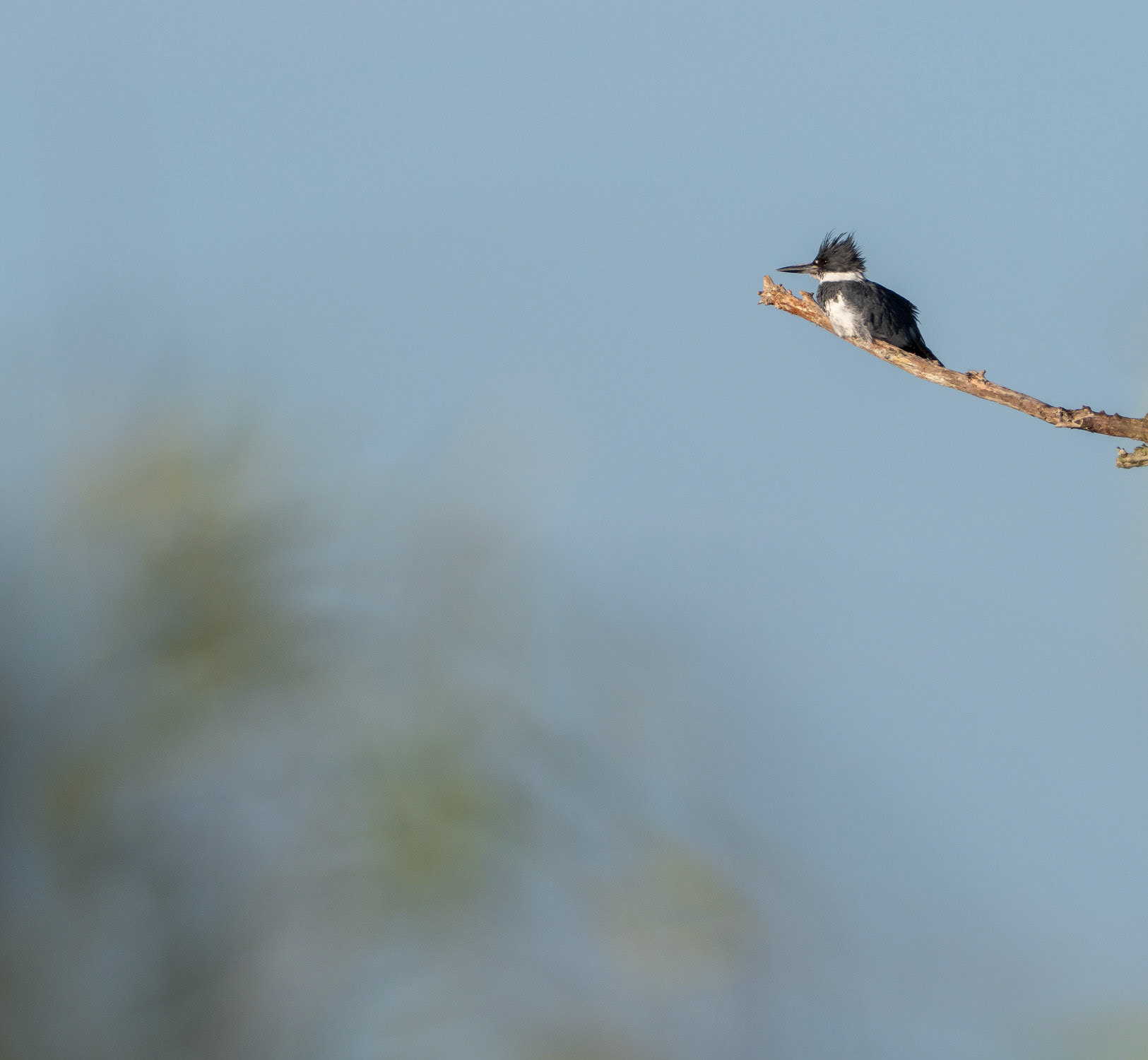 Kingfisher at Rest