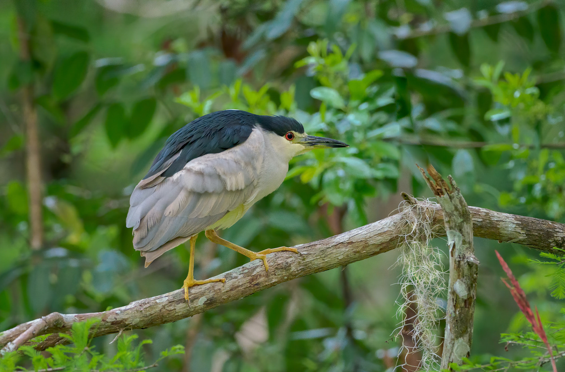 Black-crowned Night Heron
