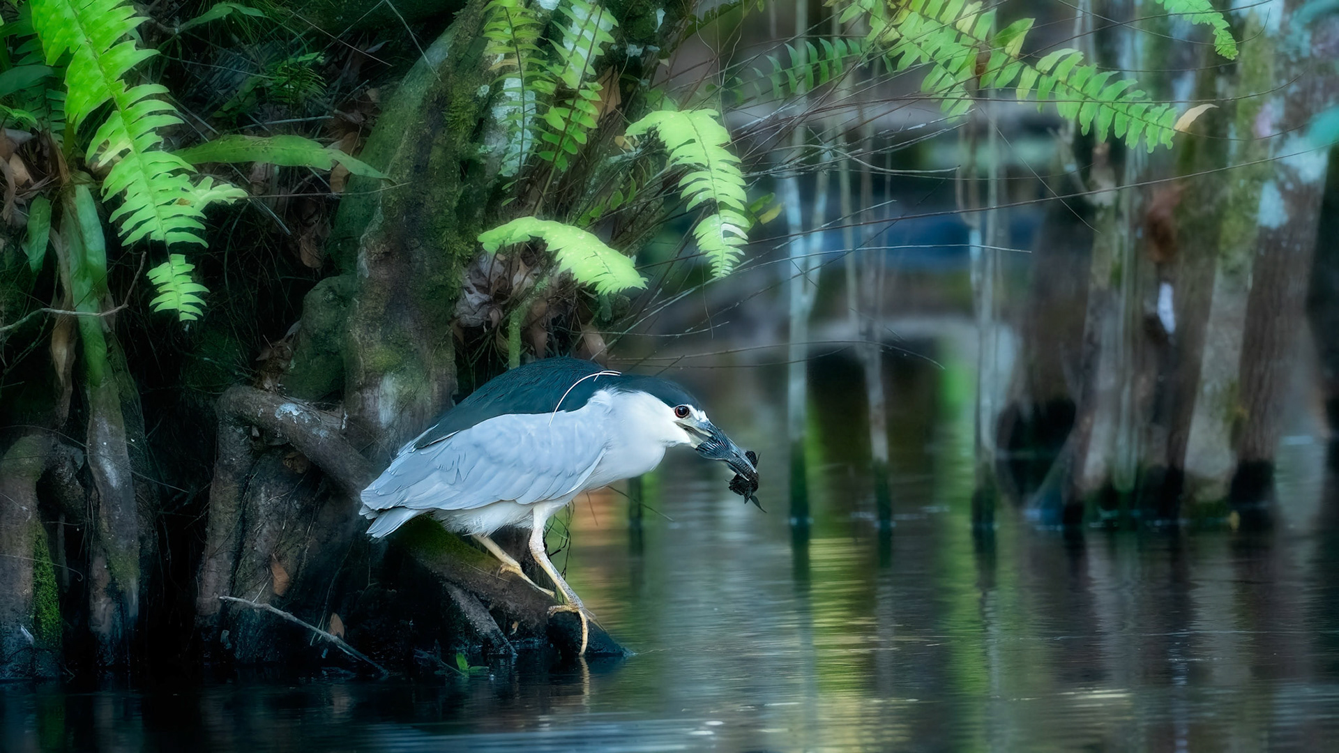 Black Crowned Night Heron
