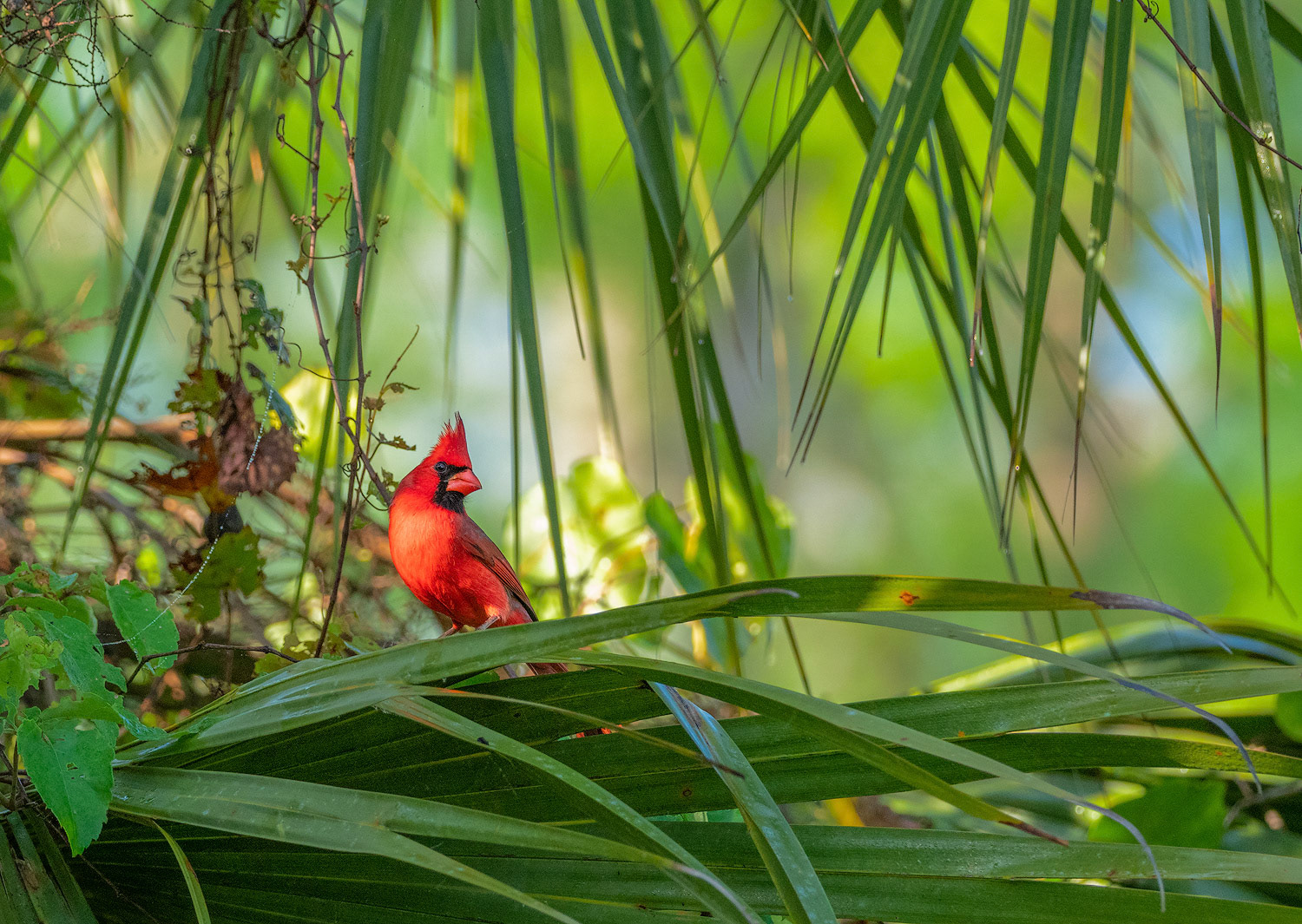 Male cardinal