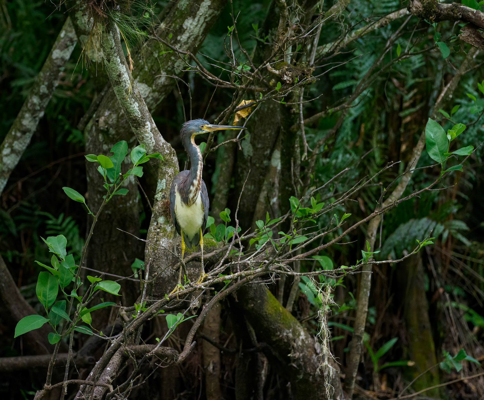 Tricolored Heron