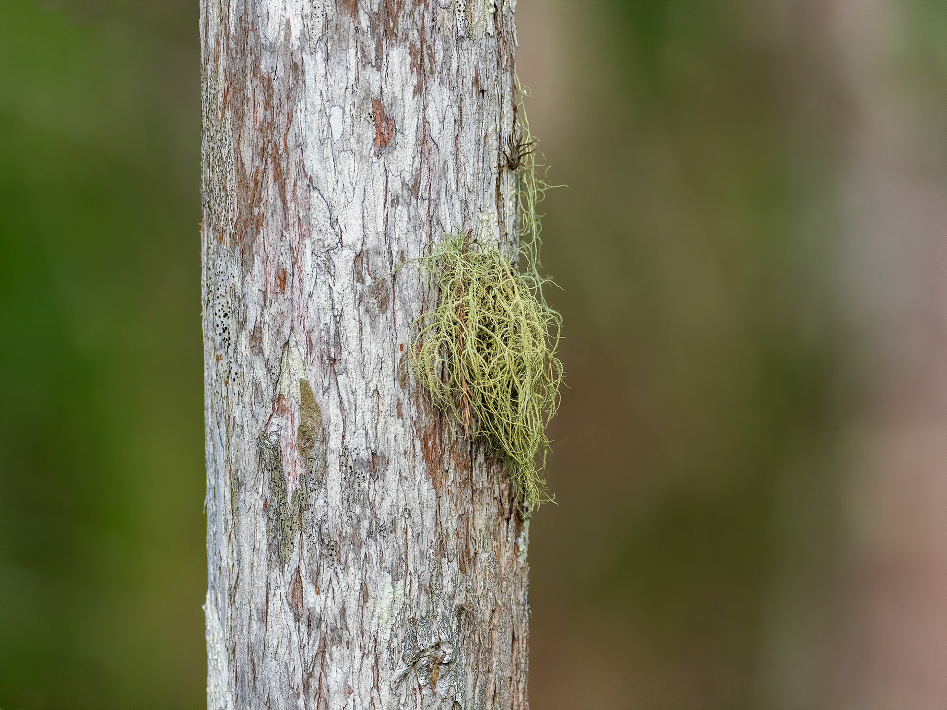 Epiphytes