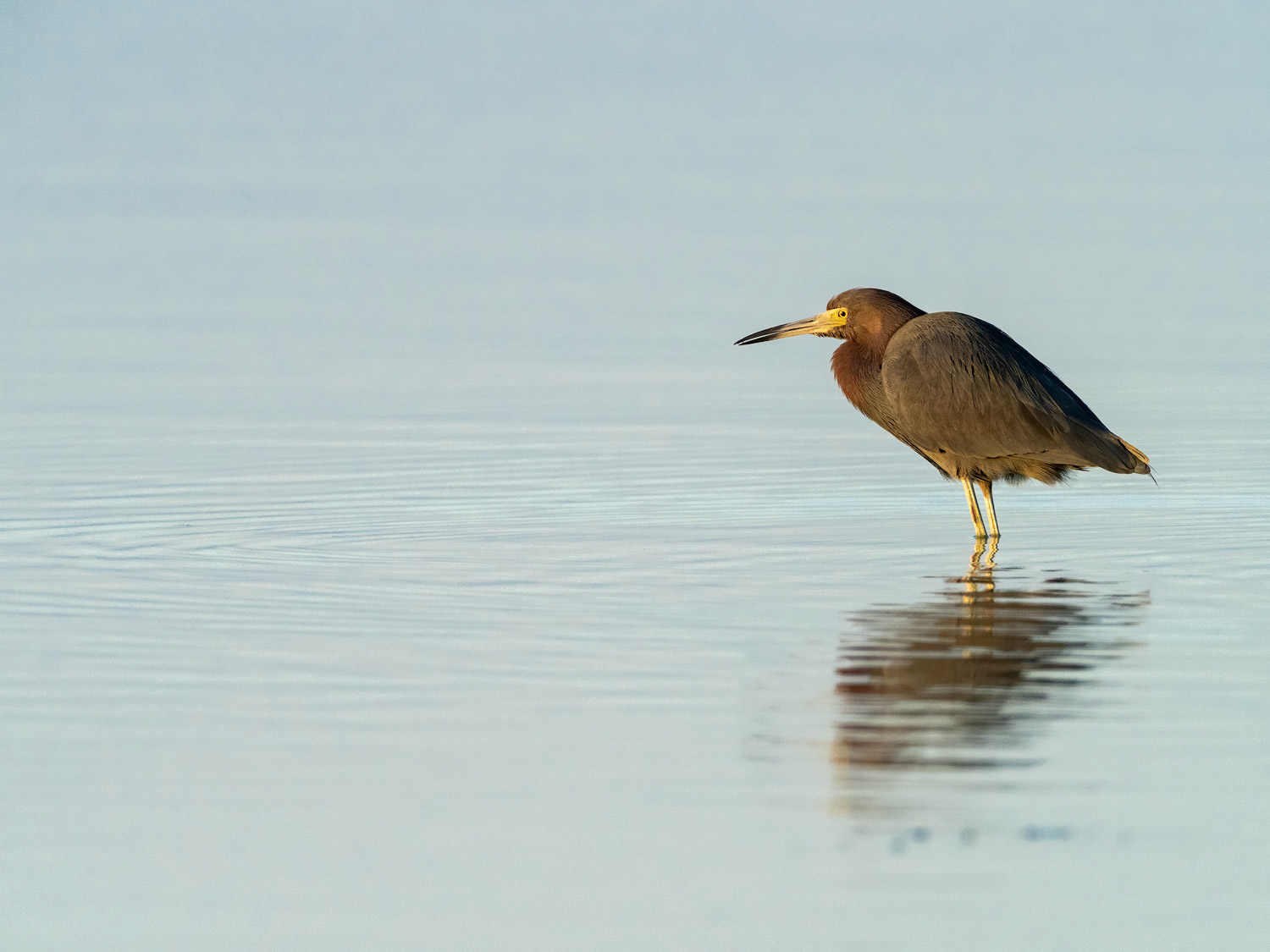 Little Blue Heron in early morning light