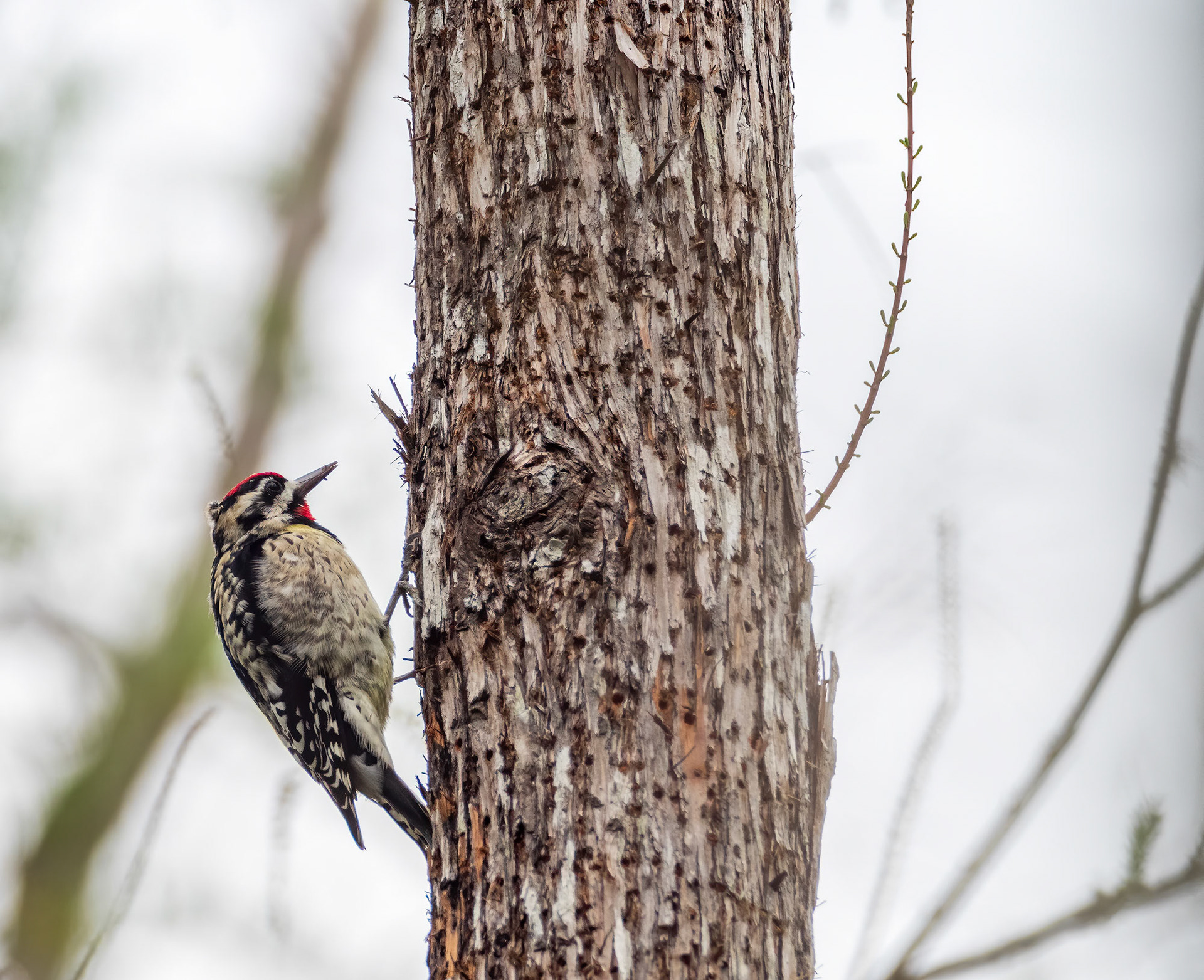 Yellow-bellied Sapsucker