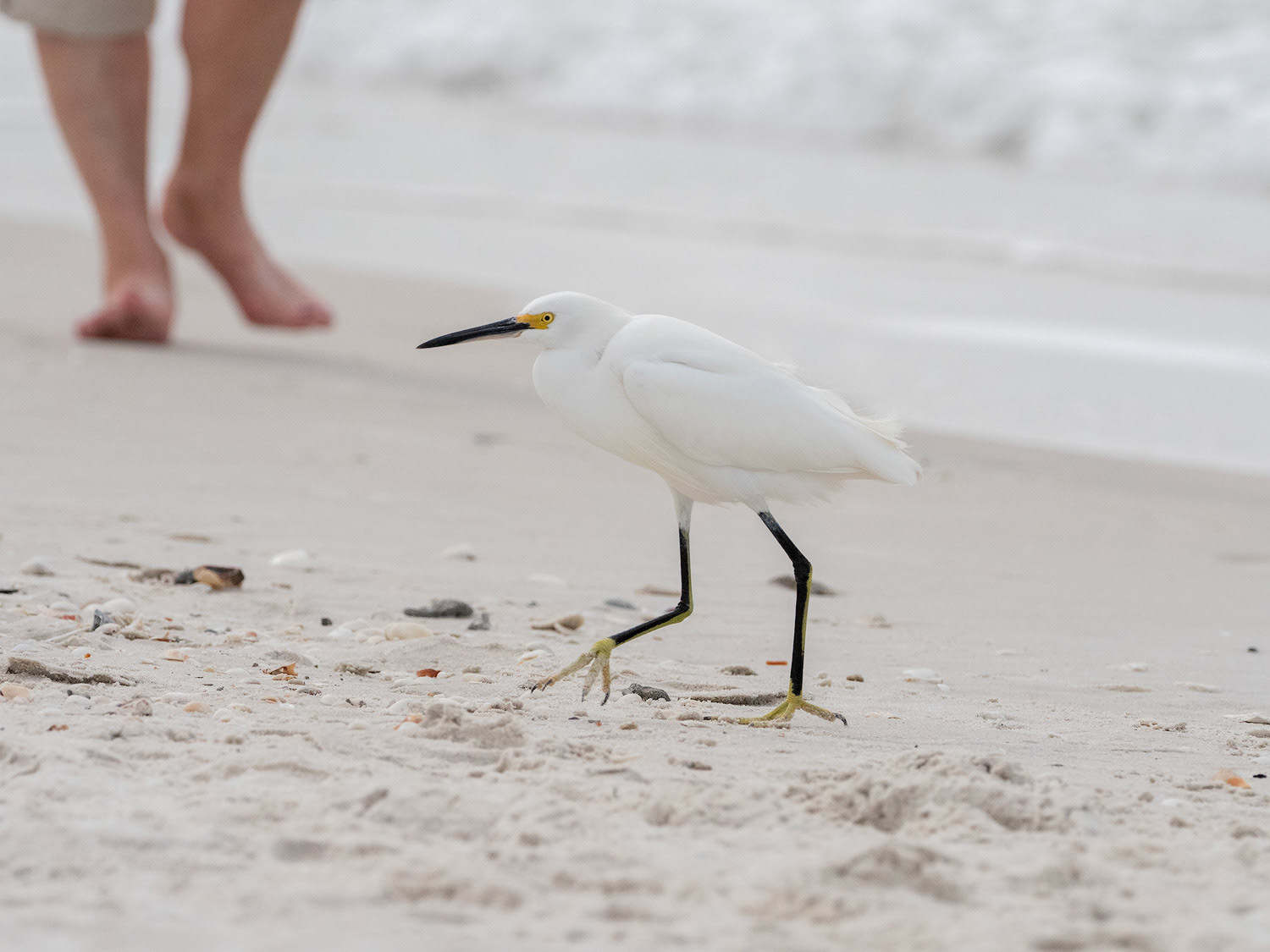 Sandy Feet