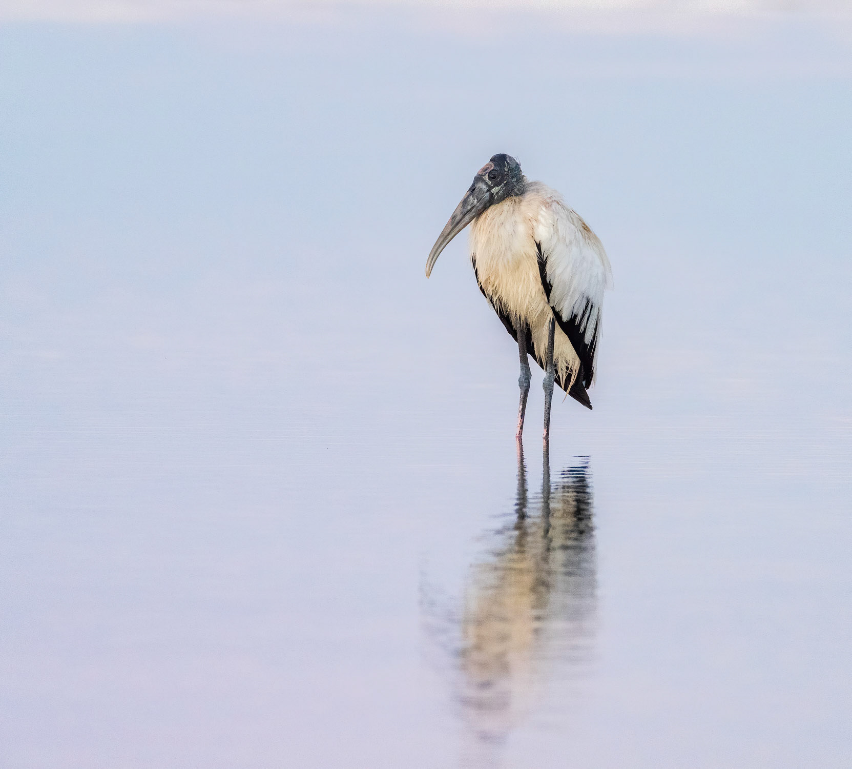 Woodstork