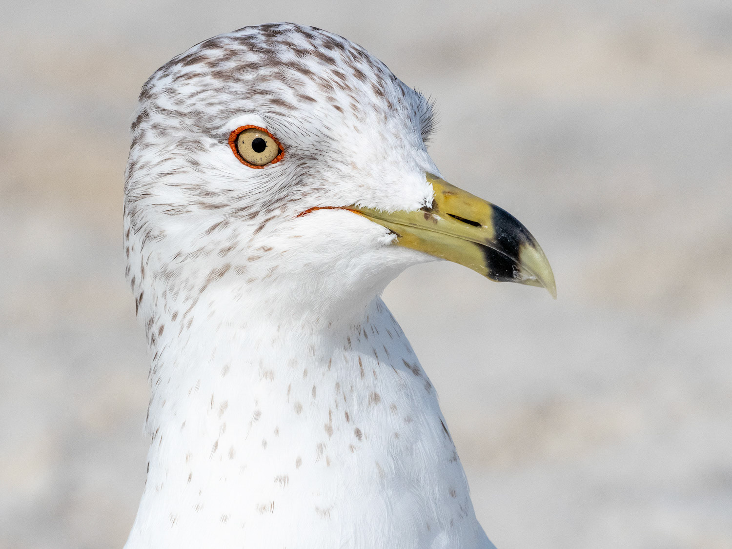 Ring-billed gull