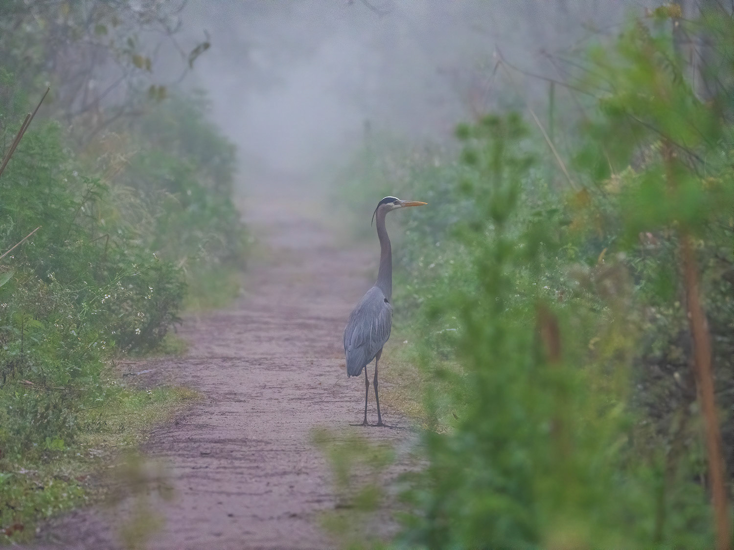 Great Blue Heron on the trail