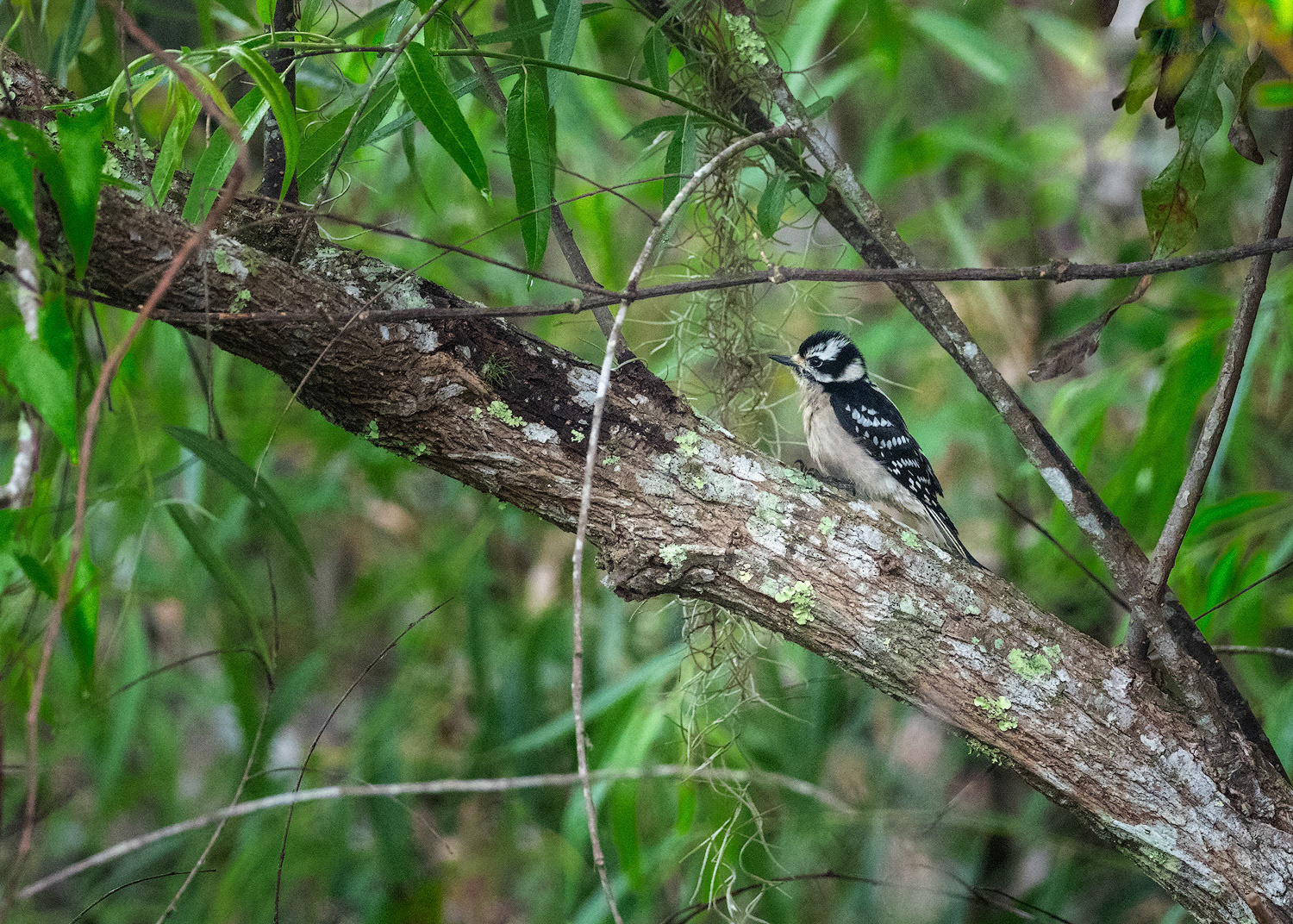 Downy Woodpecker