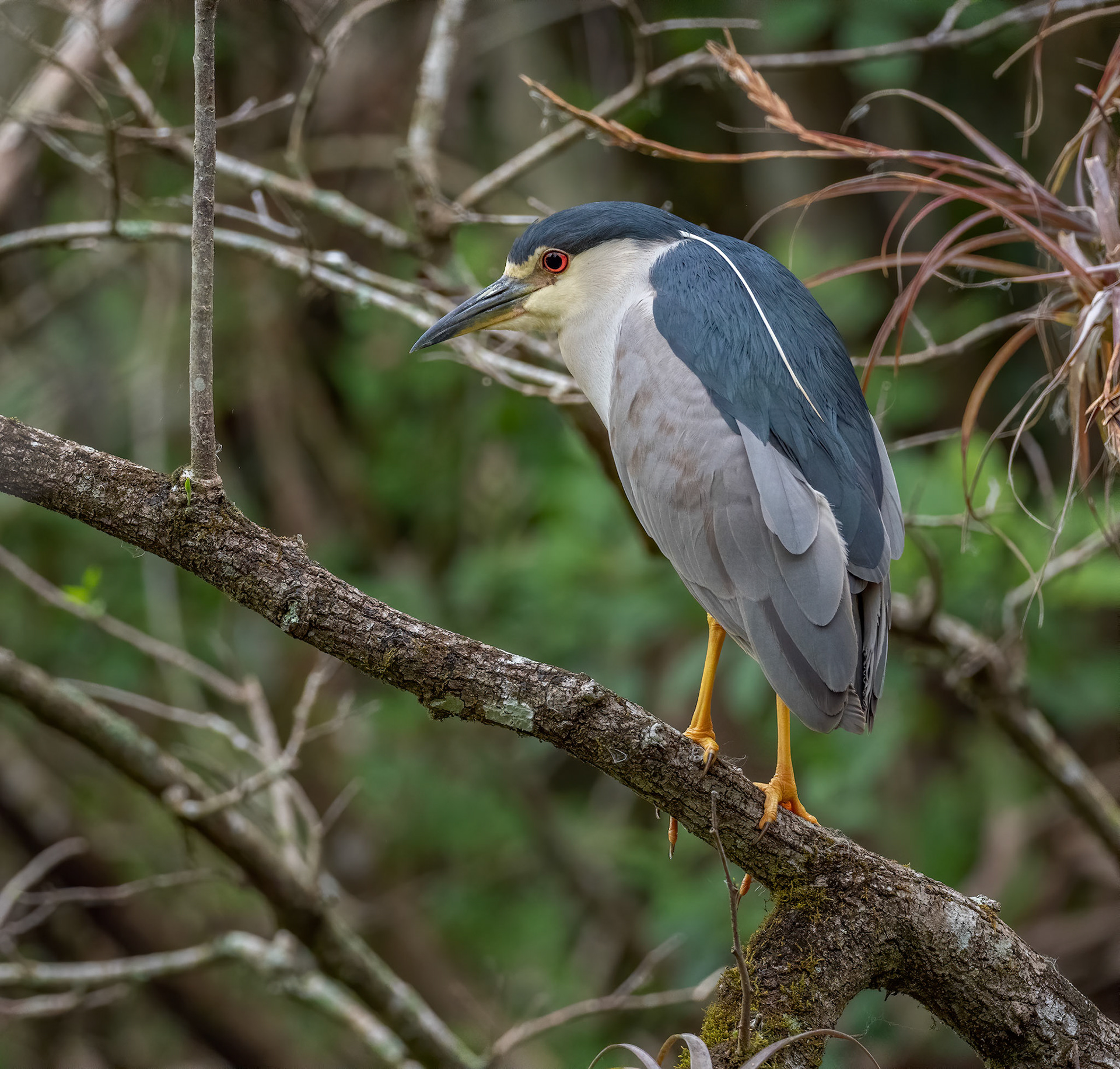 Black-crowned Night Heron
