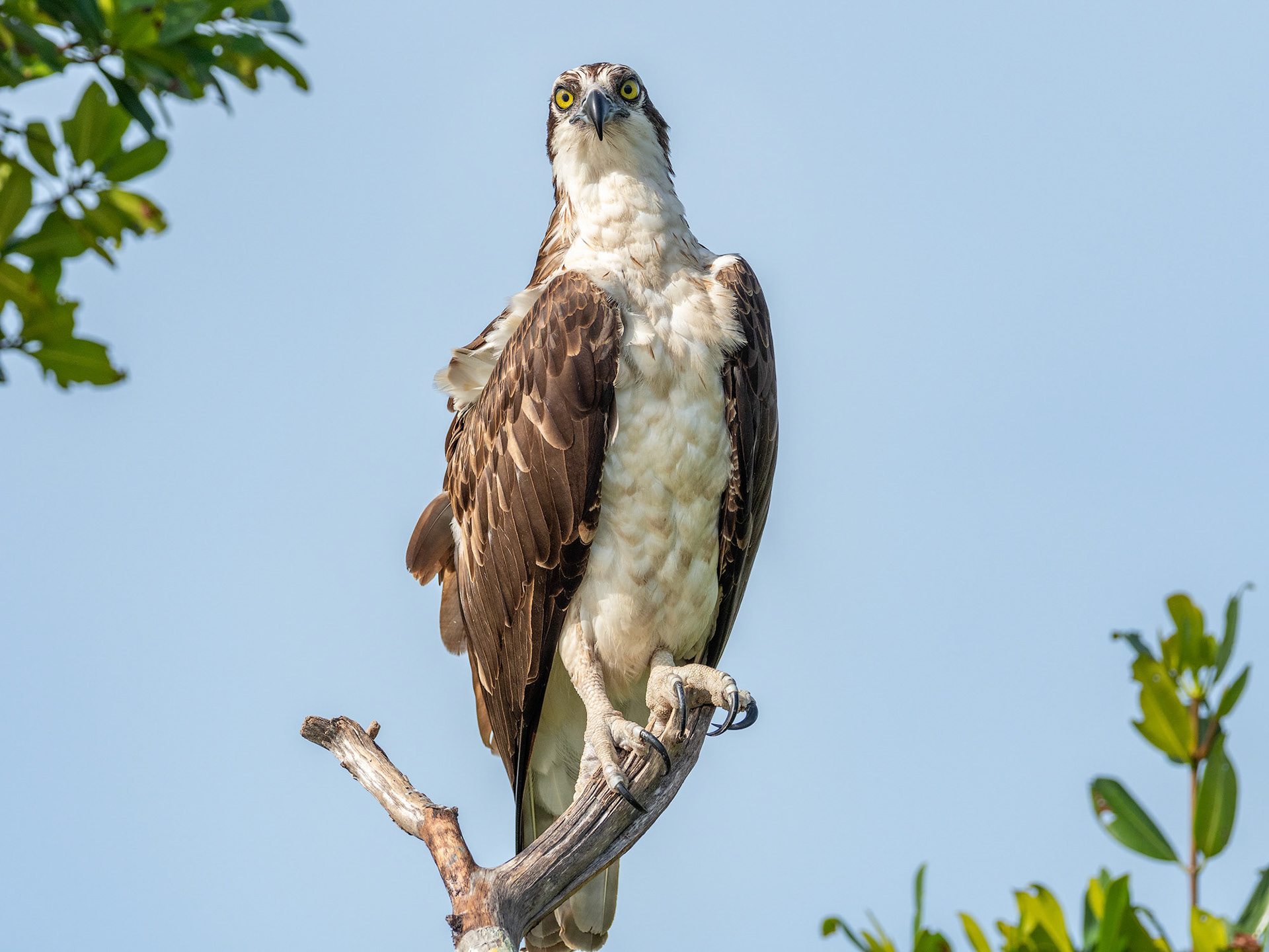 An Osprey along the kayak route