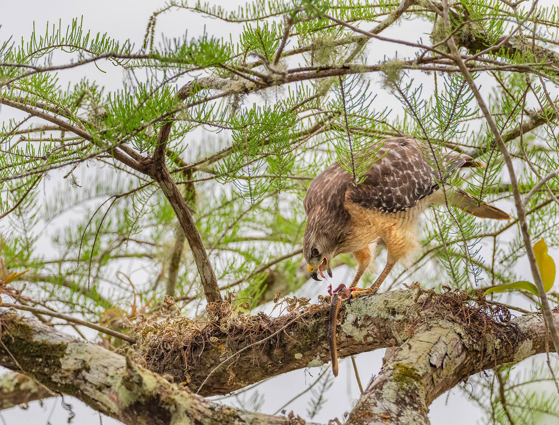 Snake Dinner (Red-shouldered Hawk)