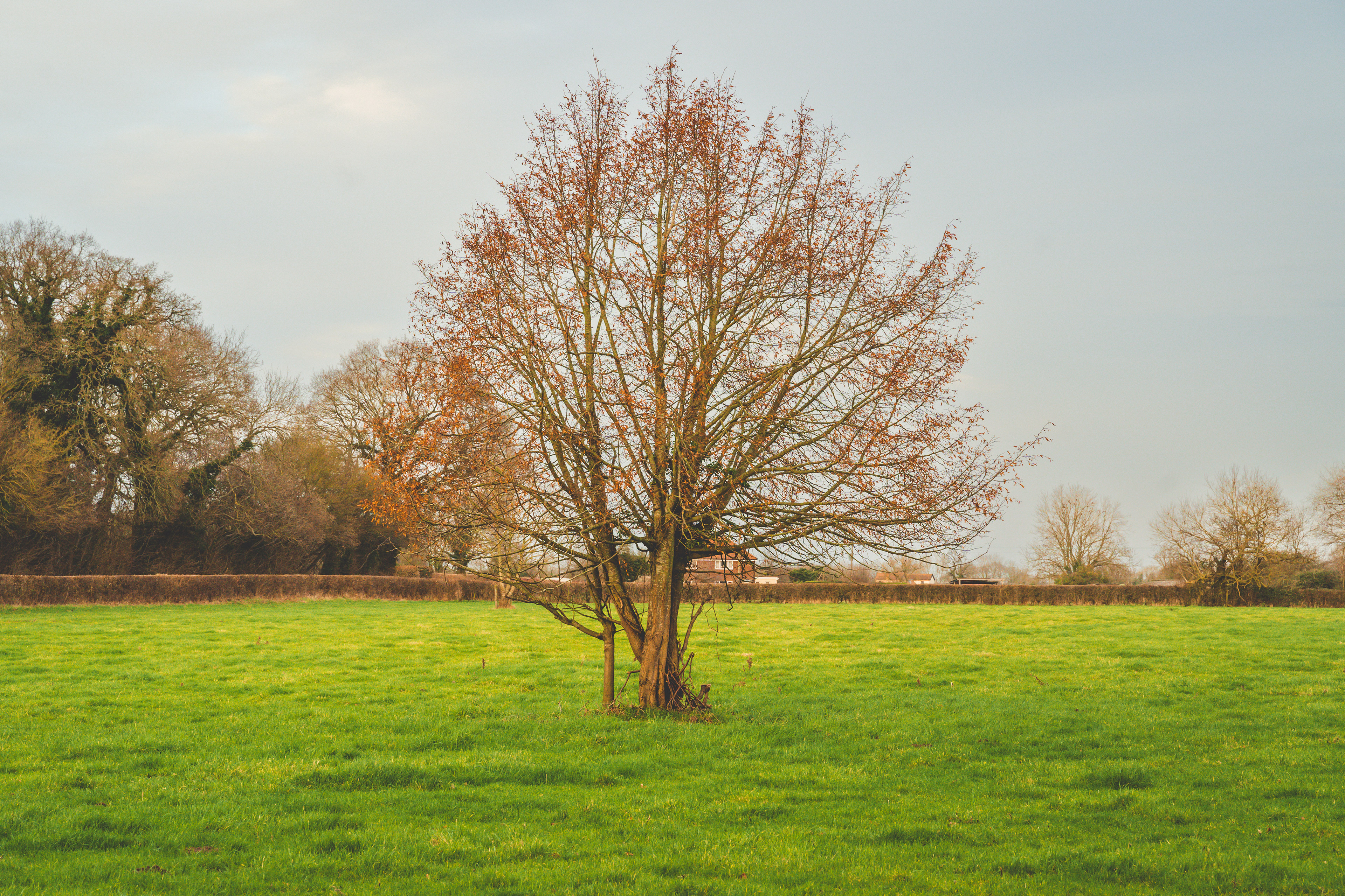 Dying tree in Norwich