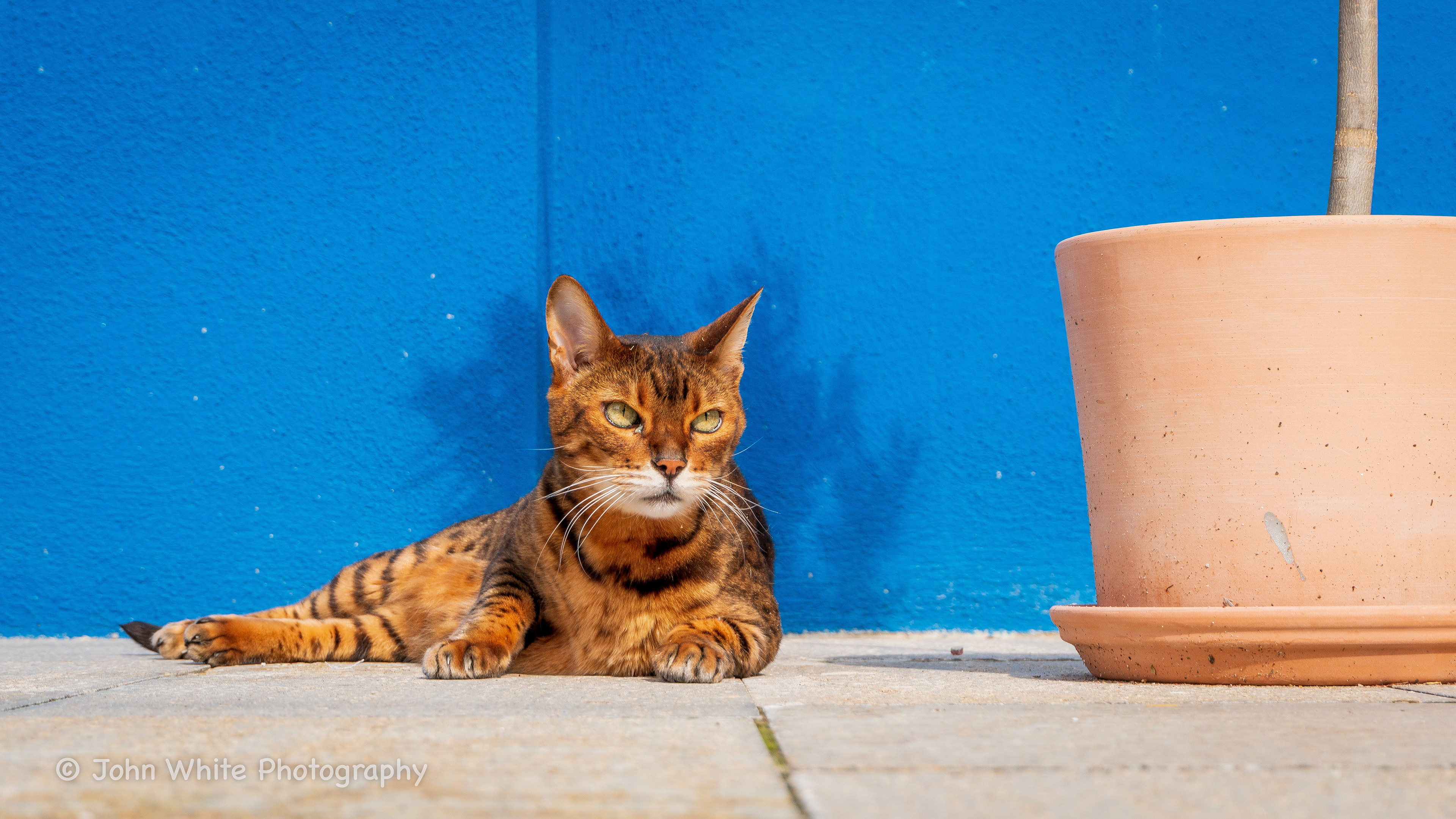 Cat in Burano