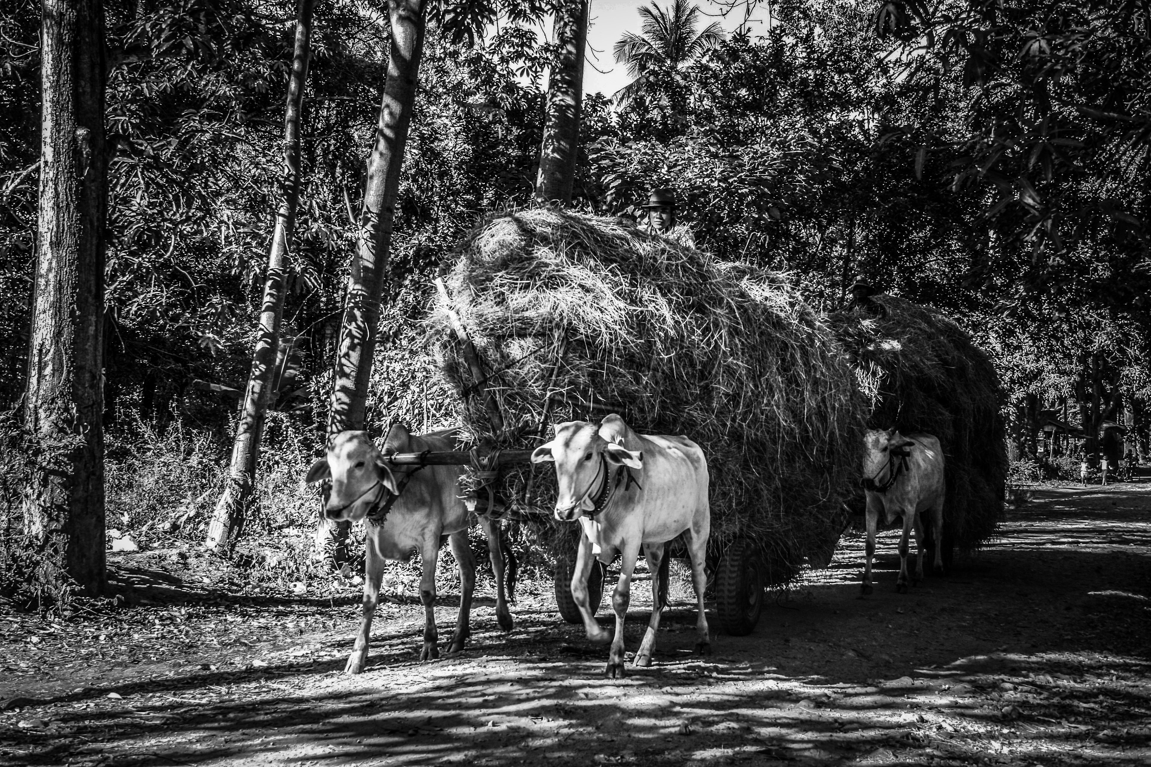 Hay transportation in Cambodia